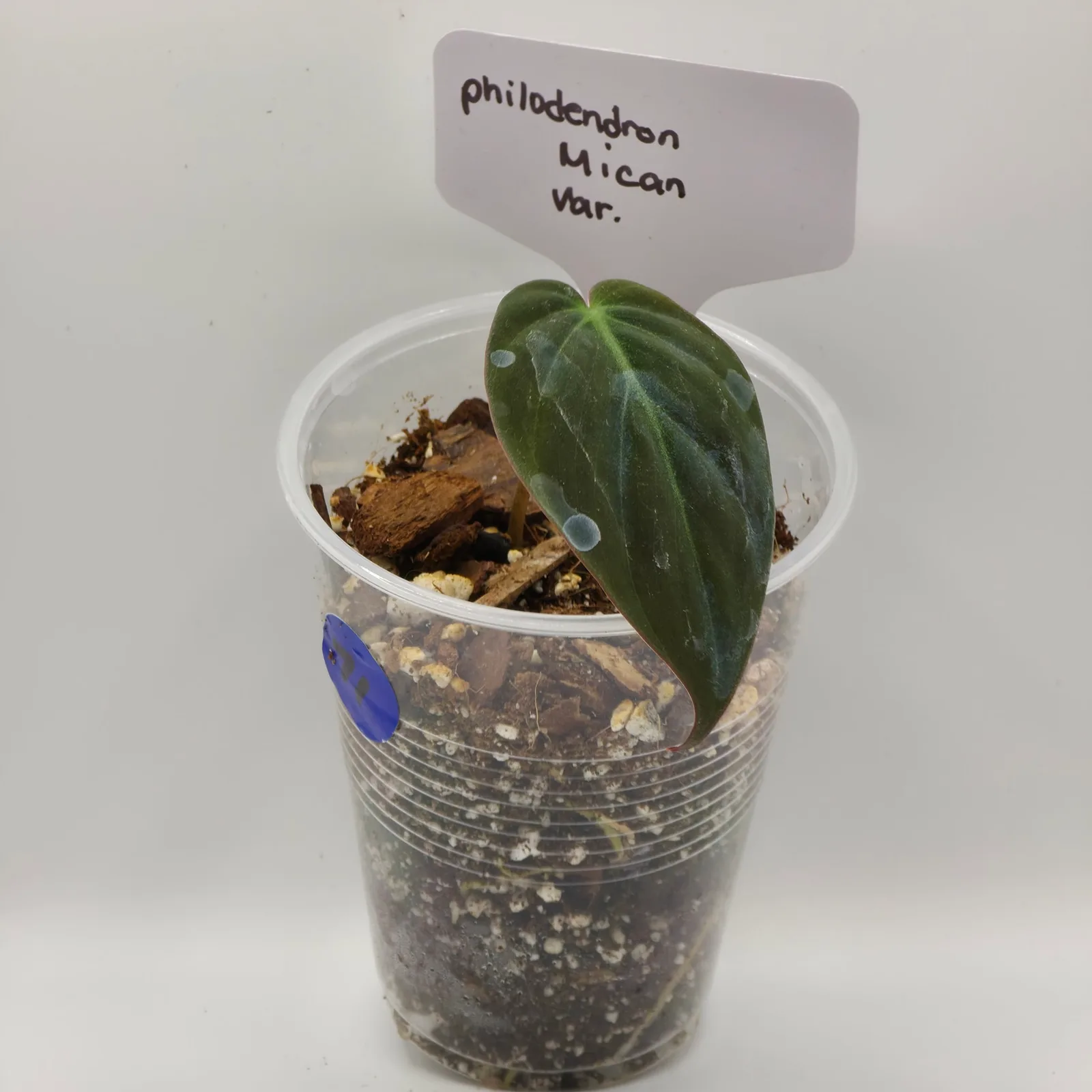 Philodendron Micans Variegated — image 4