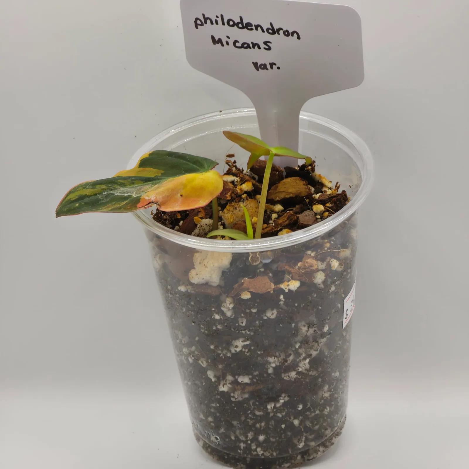 Philodendron Micans Variegated — image 5