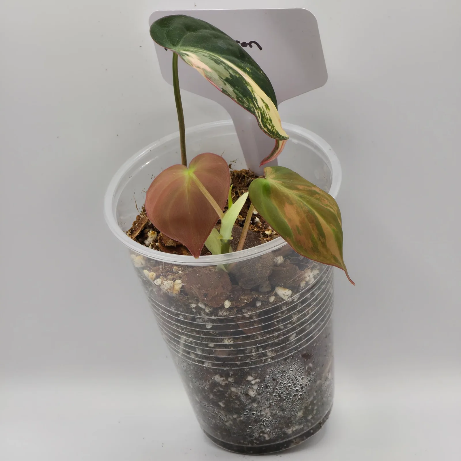 Philodendron Micans Variegated — image 6