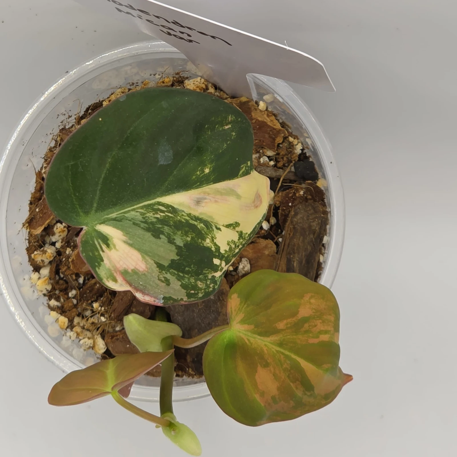 Philodendron Micans Variegated houseplant with variegated green and cream leaves in clear plastic pot.