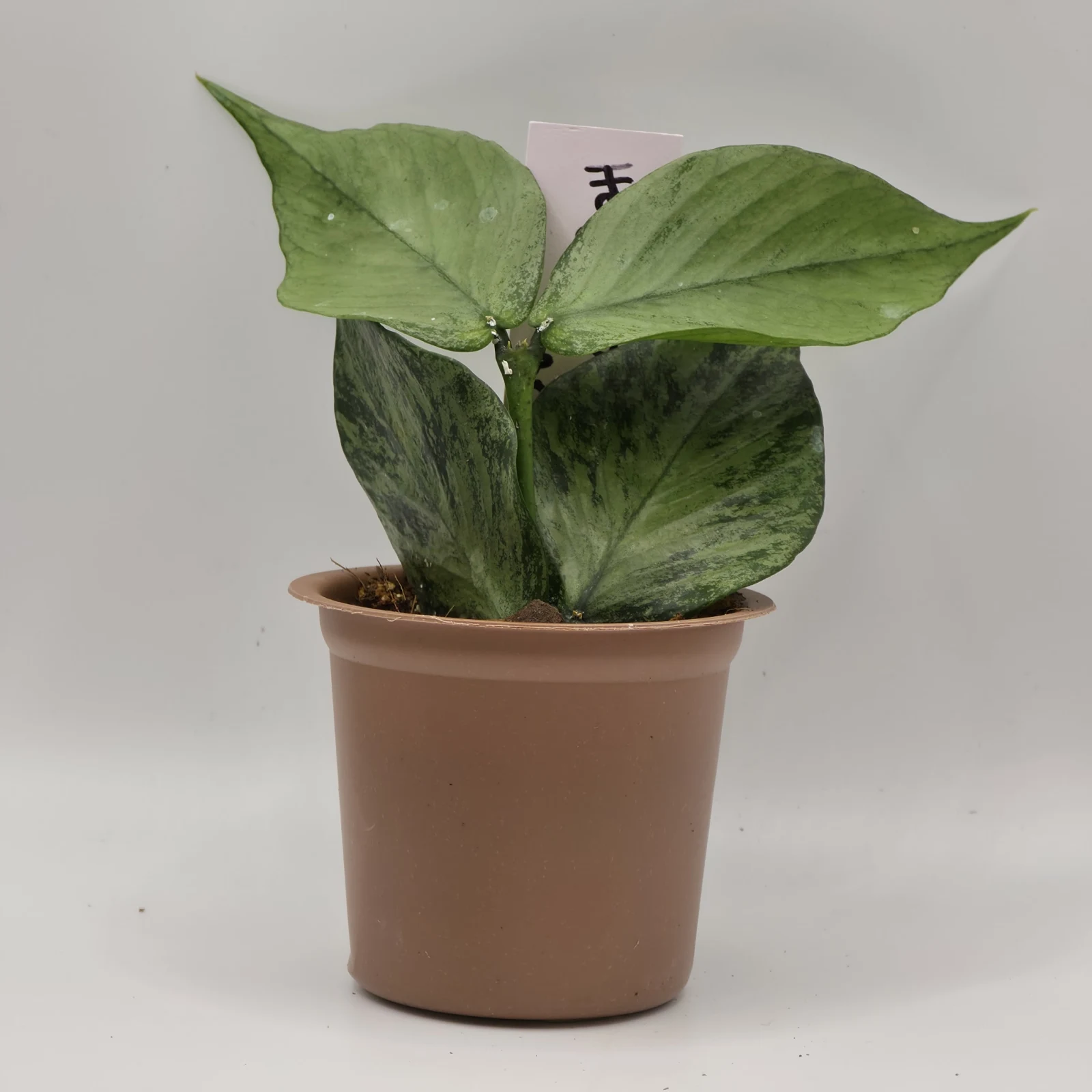 Hoya Polyneura Broget houseplant with variegated green leaves in terracotta pot