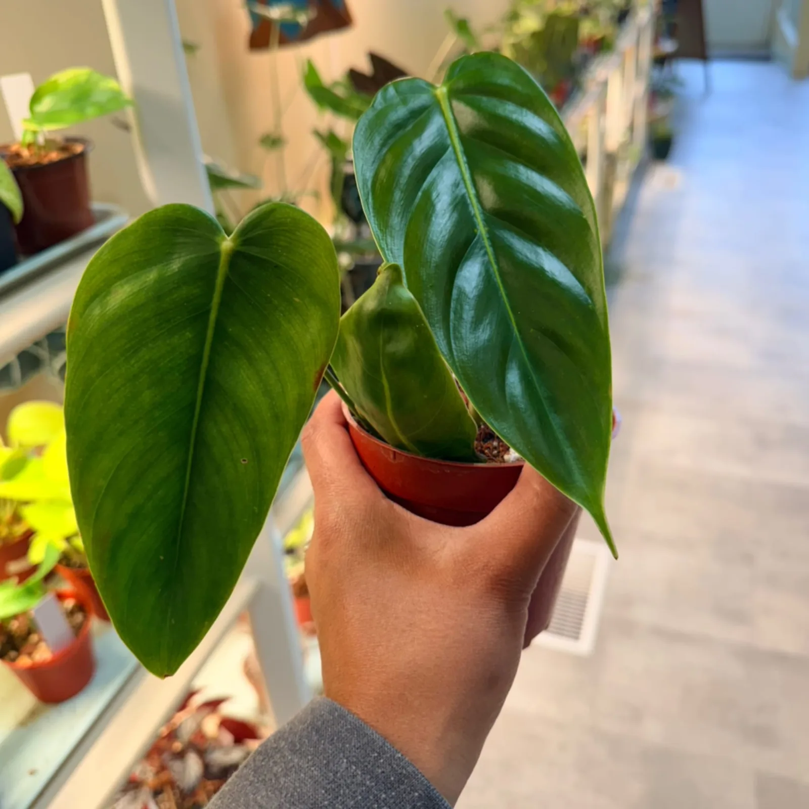 Philodendron Esmeraldense with glossy green heart-shaped leaves in red ceramic pot.