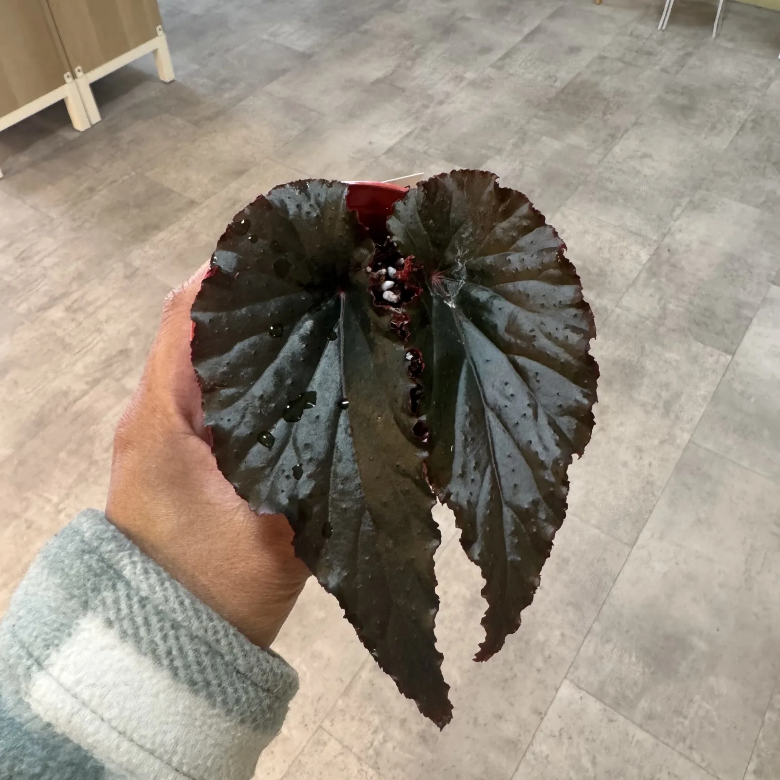 Begonia Lynda Dawn with dark burgundy lobed leaves held in hand indoors.