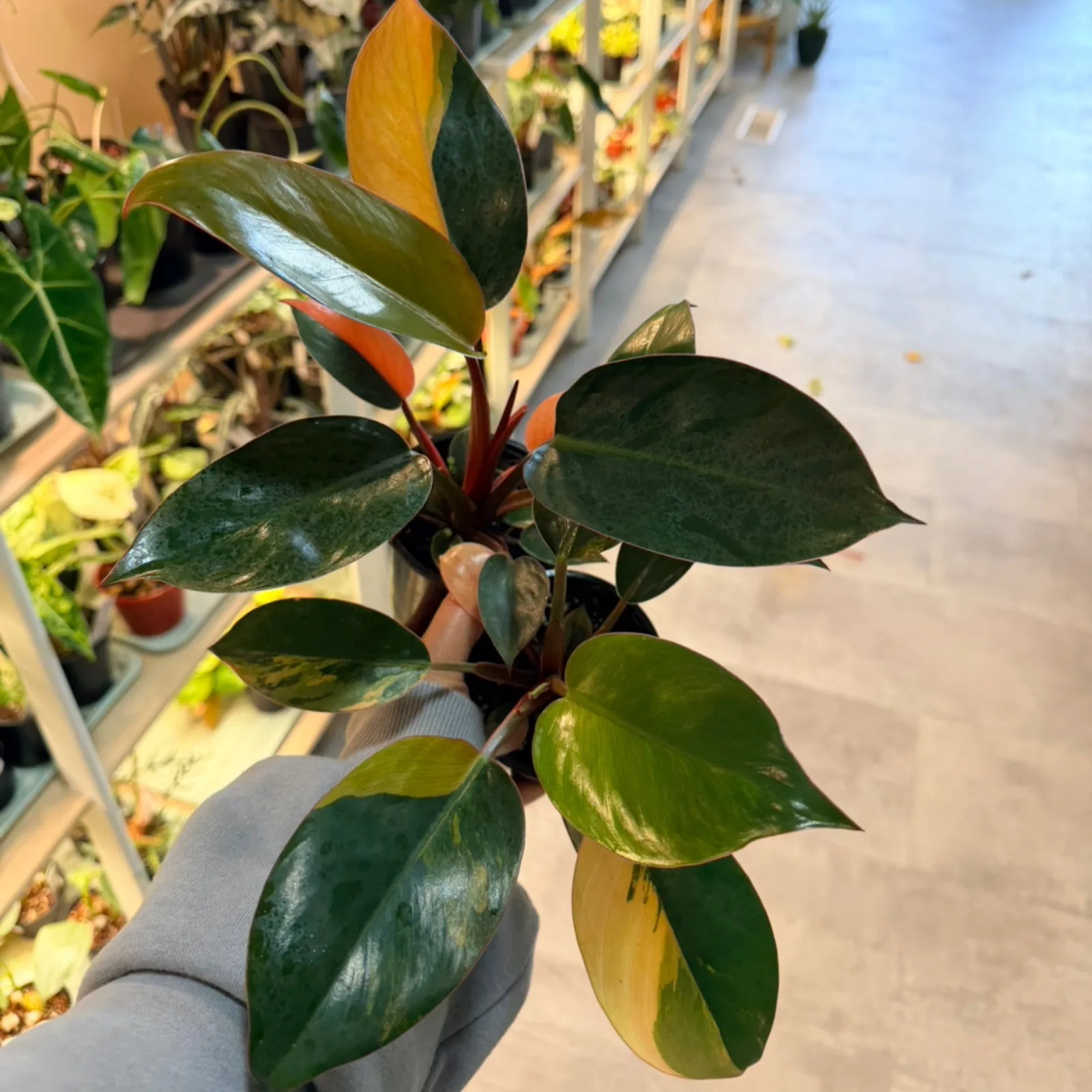 Philodendron red congo variegated with green and yellow variegated leaves on red stem.