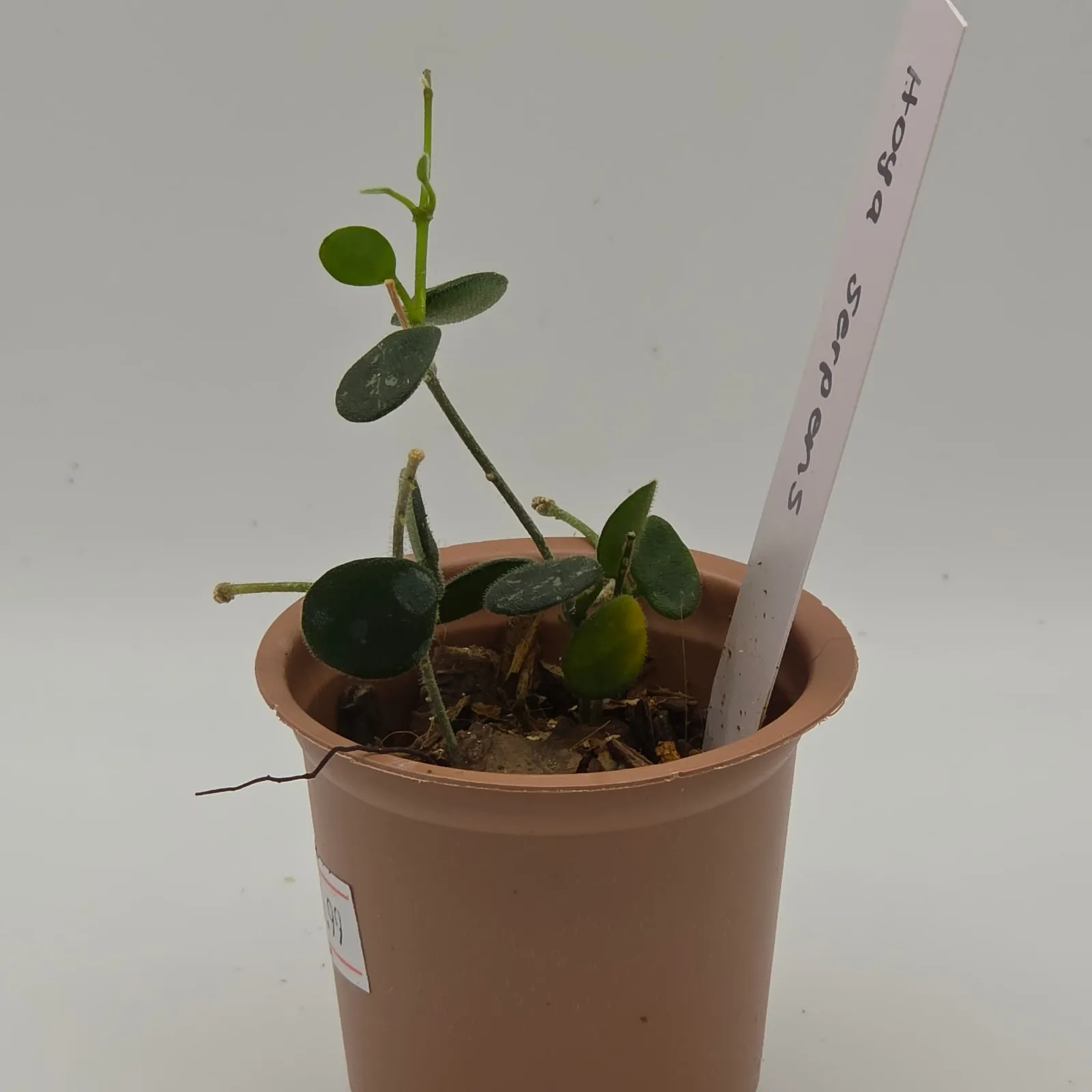 Hoya Serpens — image 2