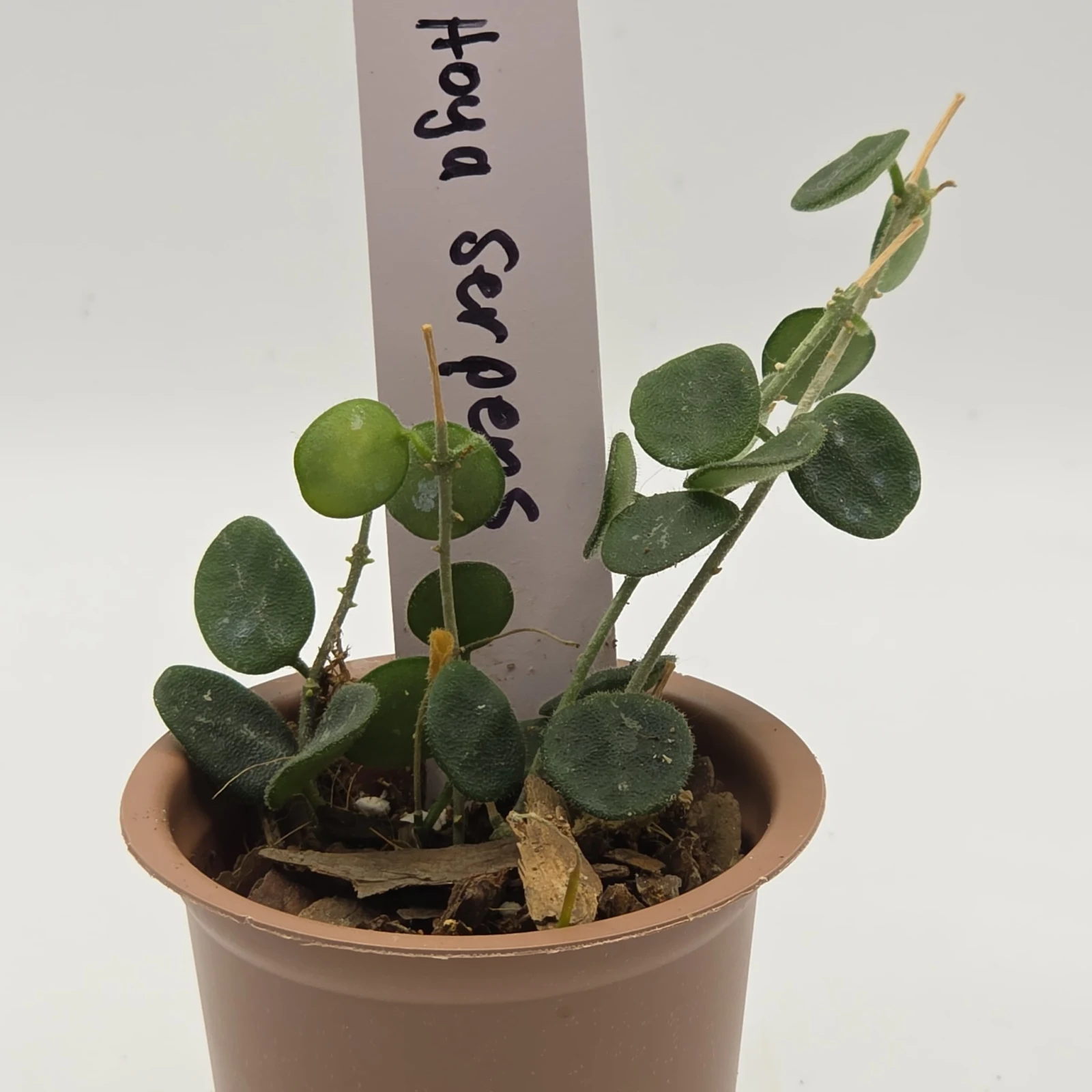 Hoya Serpens houseplant with round green leaves in terracotta pot with label