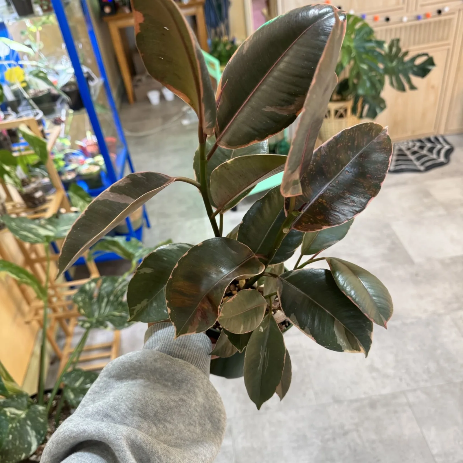 Ficus Ruby Small houseplant with dark burgundy leaves in ceramic pot, held in hand.