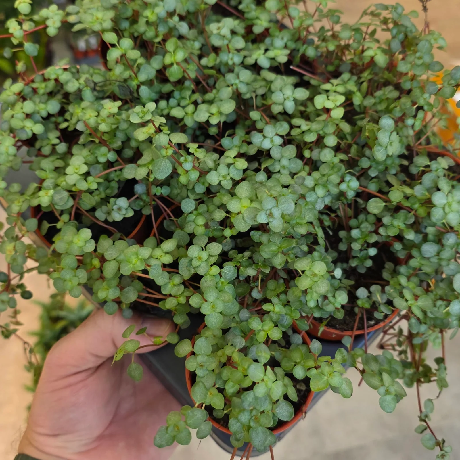Pilea Glauca — image 2