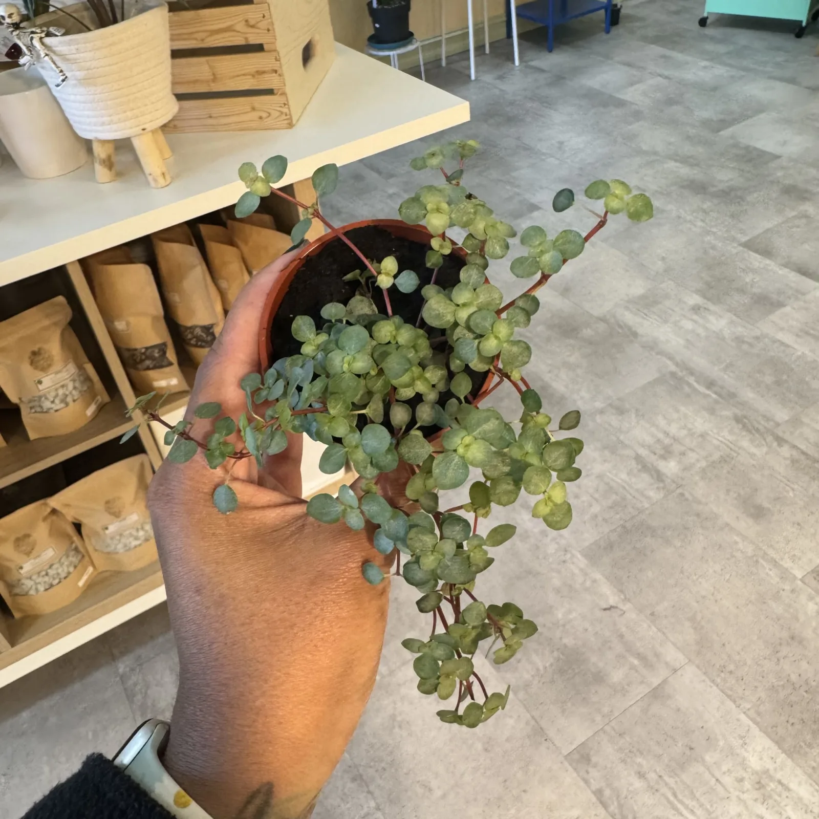 Pilea Glauca trailing houseplant in terracotta pot with cascading green foliage.