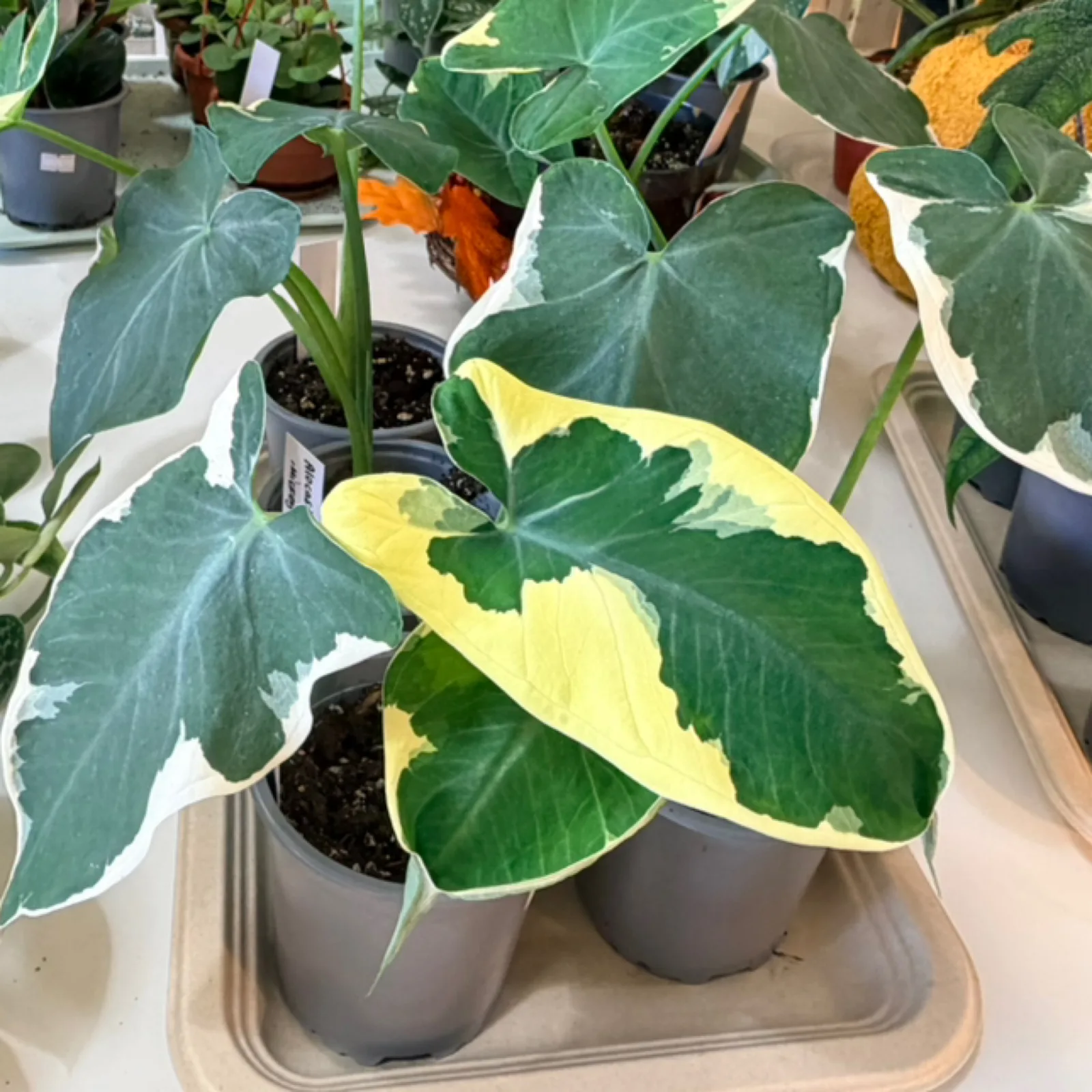 Alocasia Mickey Mouse houseplant with yellow and green variegated leaves in gray pot.