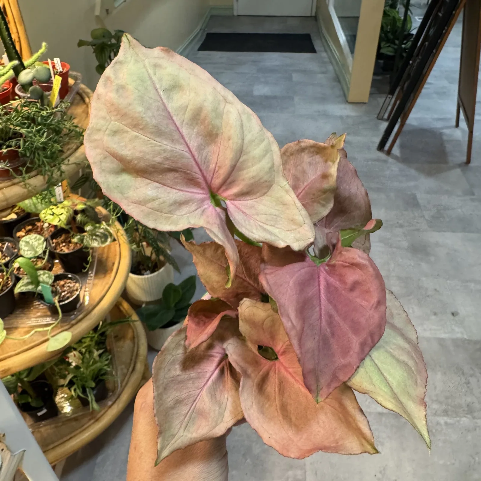 Syngonium Pink Perfection houseplant with pink and cream variegated leaves in terracotta pot indoors.