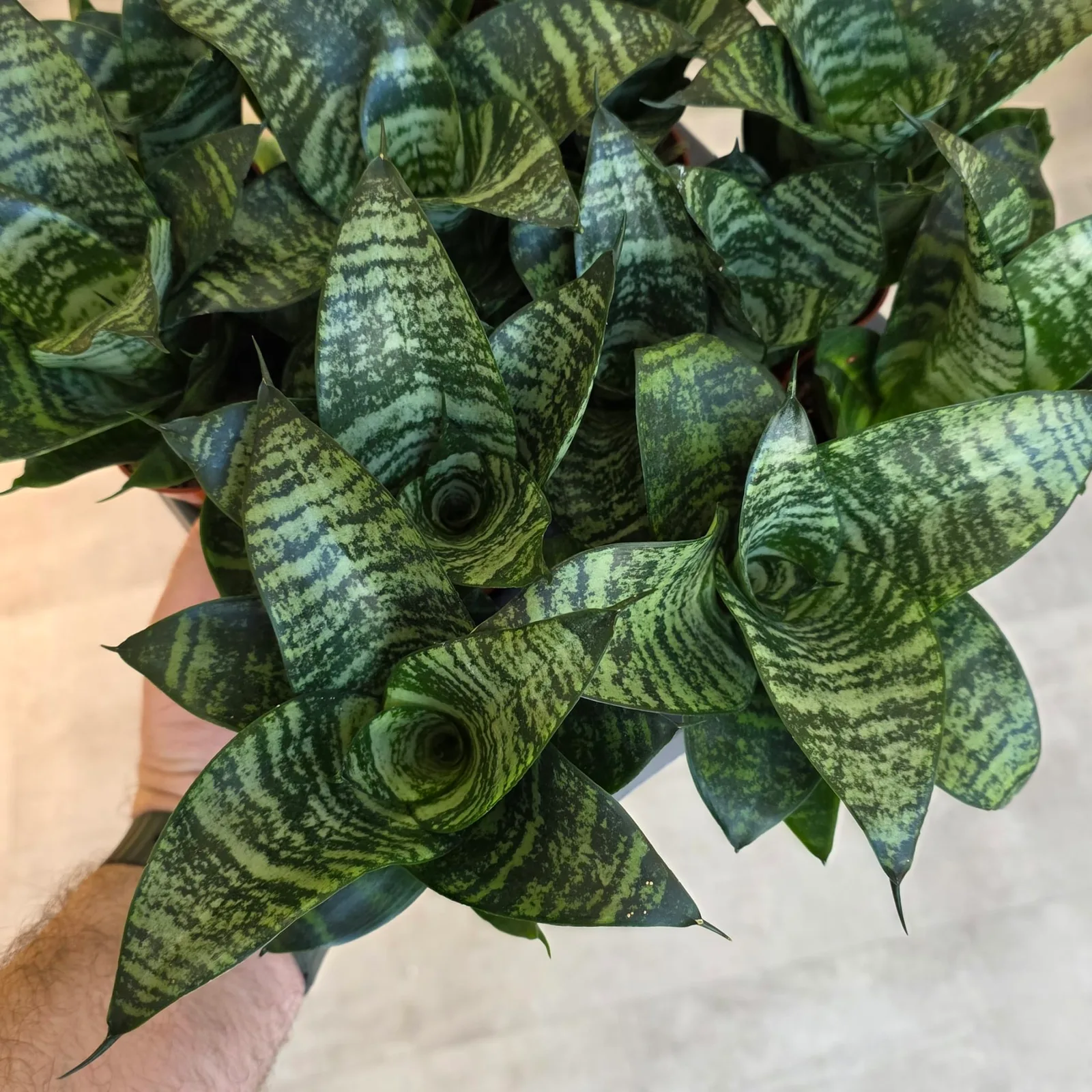 Sansevieria Hahnii Birdsnest — image 2