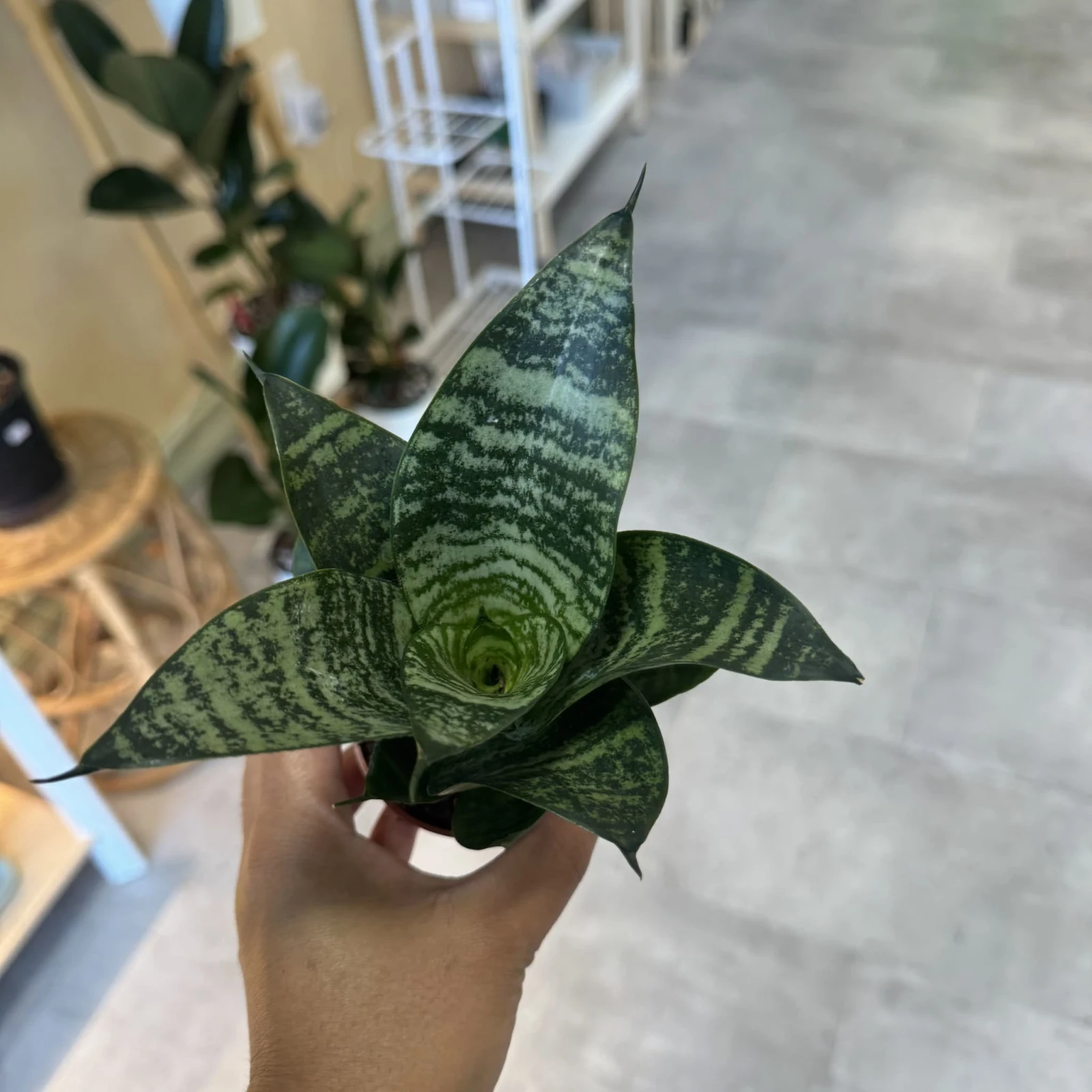 Sansevieria Hahnii Birdsnest plant with rosette leaves held in hand, potted houseplant.