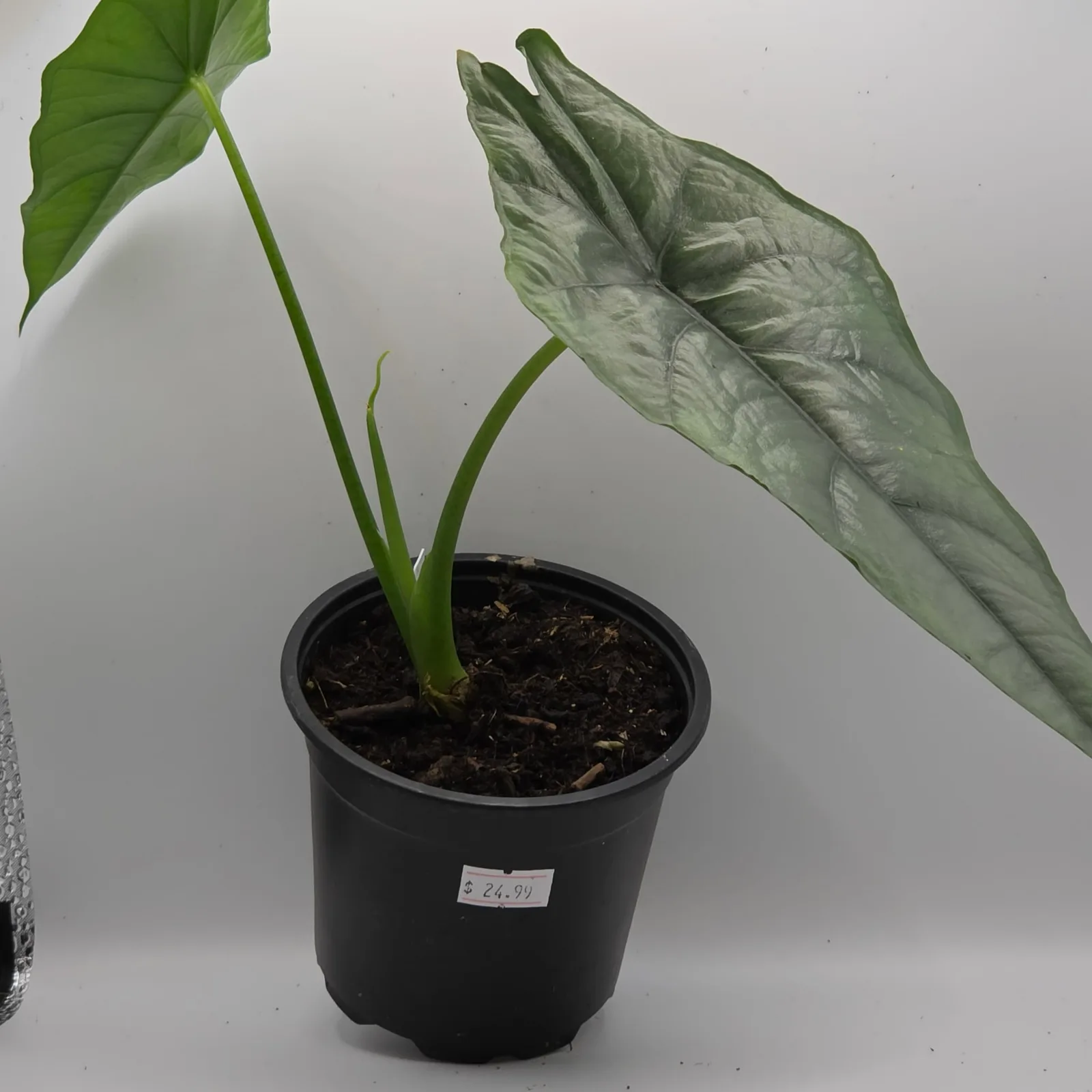 Alocasia Dragon Breath — image 2