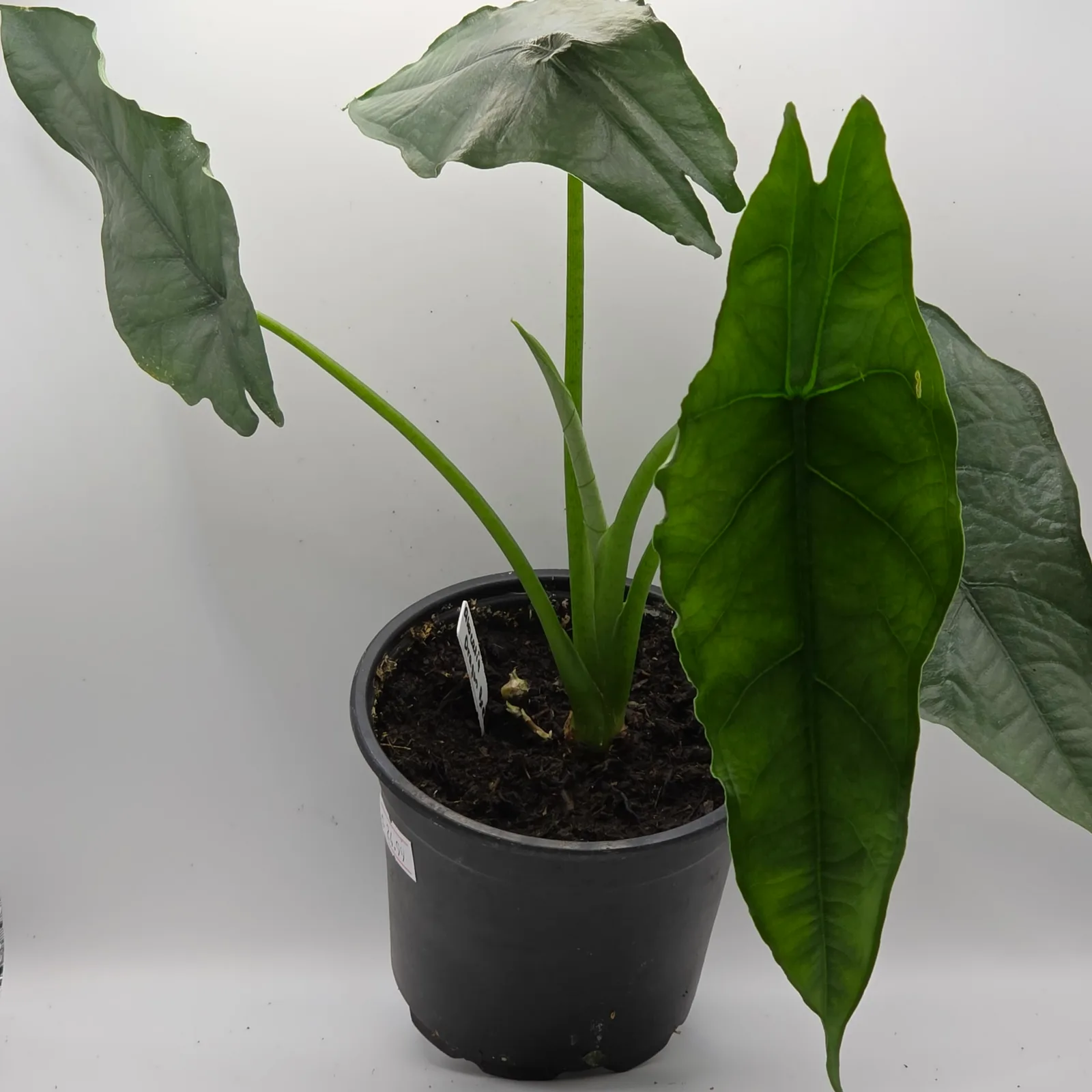 Alocasia Dragon Breath — image 3