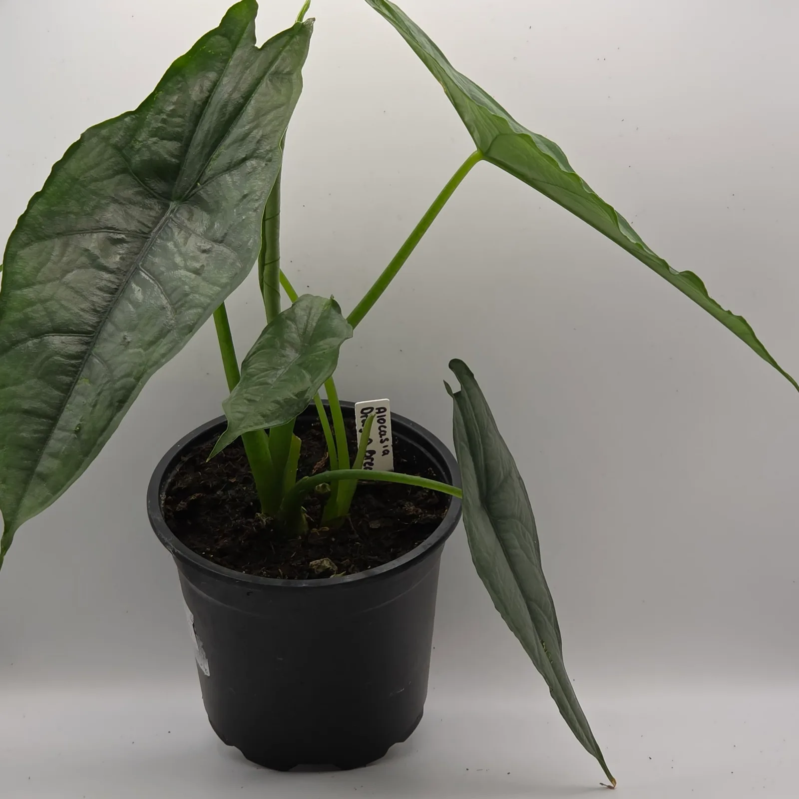 Alocasia Dragon Breath — image 4