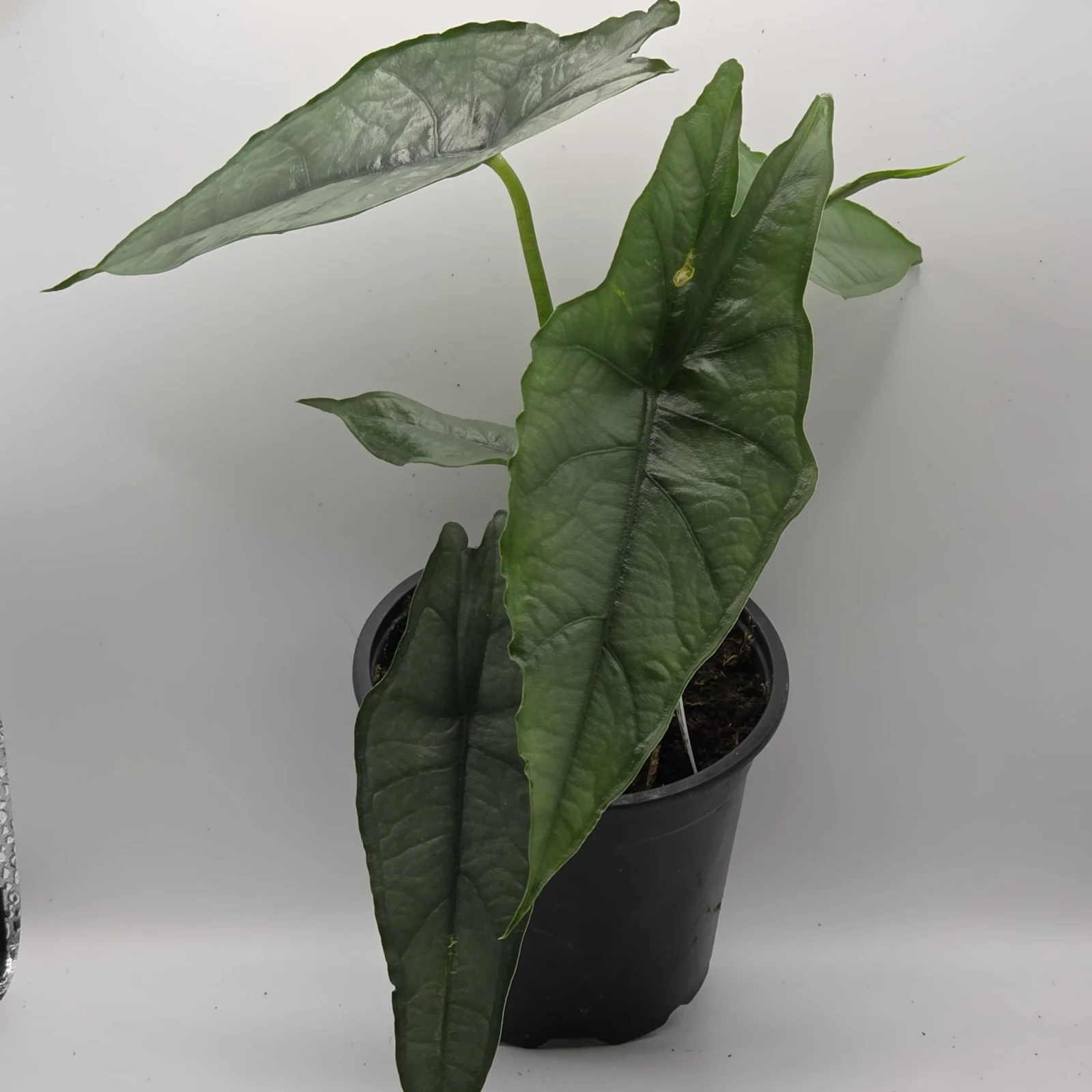 Alocasia Dragon Breath houseplant with dark green arrow-shaped leaves in black pot.
