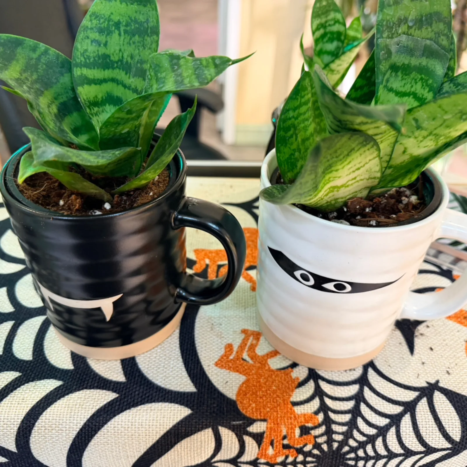 Birds Nest Sansevieria in Halloween-themed mug with spiderweb and monster face designs.