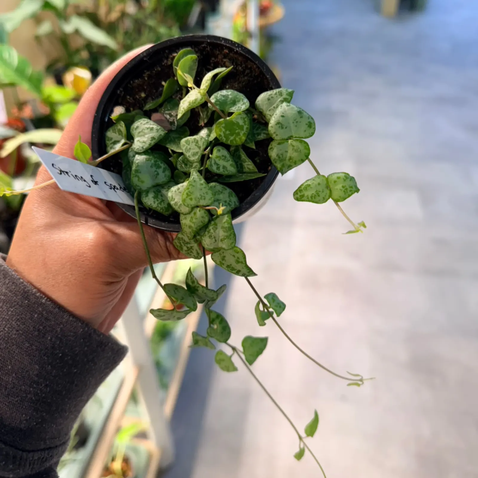 String of Spades trailing succulent houseplant in small black pot, green heart-shaped leaves