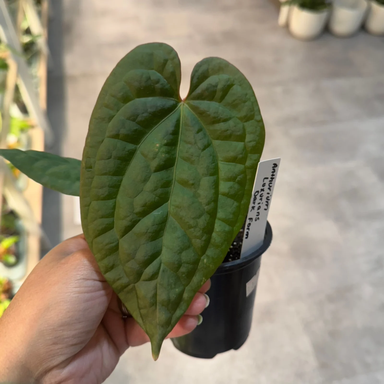 Anthurium Luxurians Dark Form with deep green textured leaves in small black nursery pot.