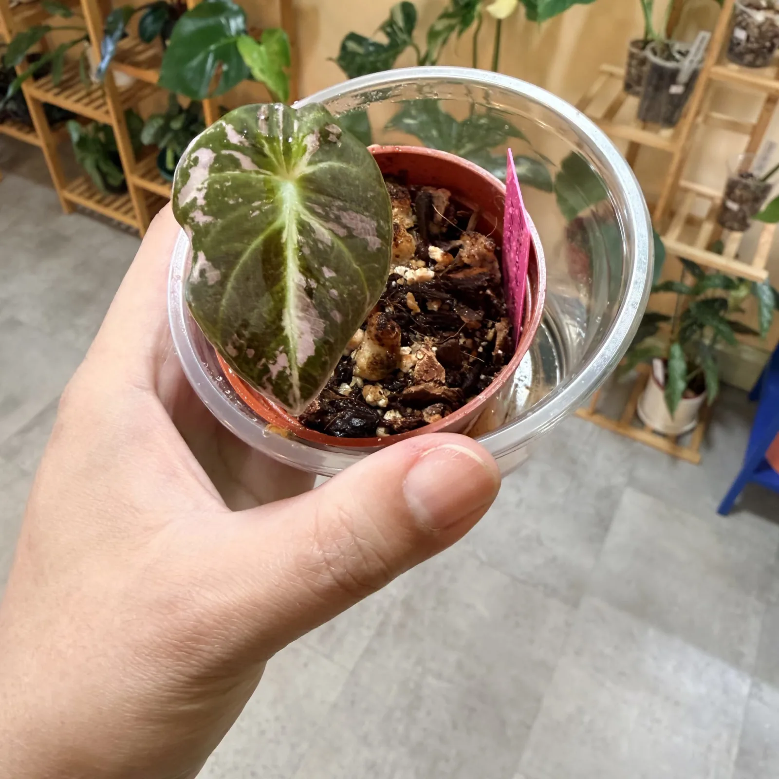 Alocasia Black Velvet Pink Variegation — image 4