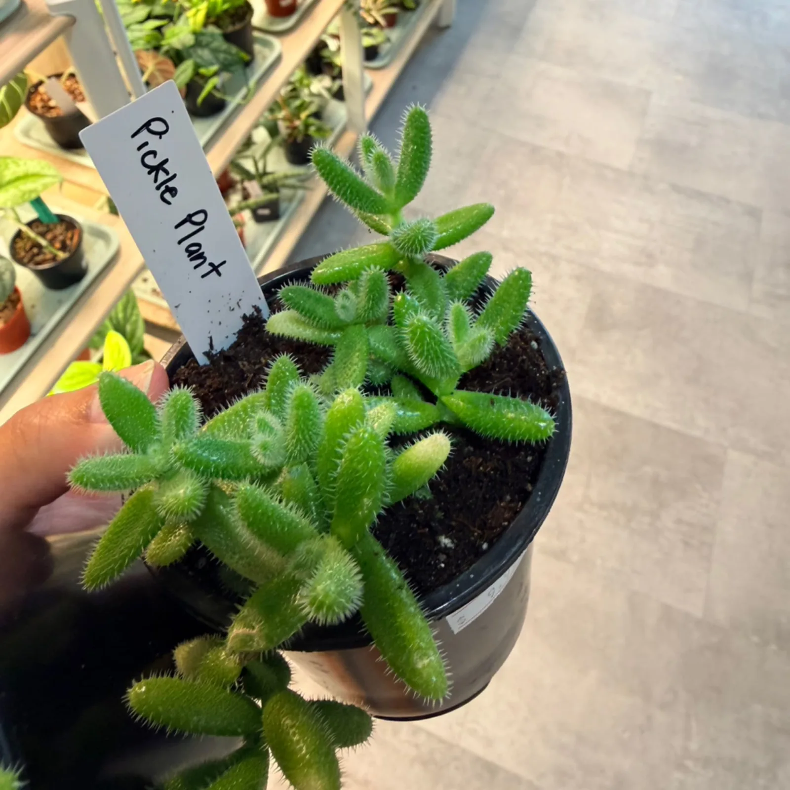 Pickle Plant with fuzzy green finger-like leaves in black nursery pot with label