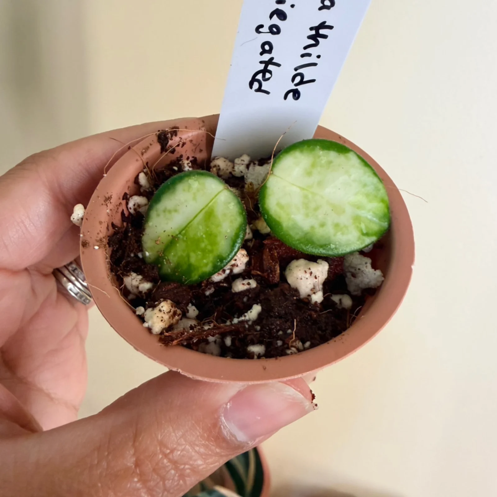Hoya Mathilde Variegated succulent plant with green leaves in small terracotta pot.