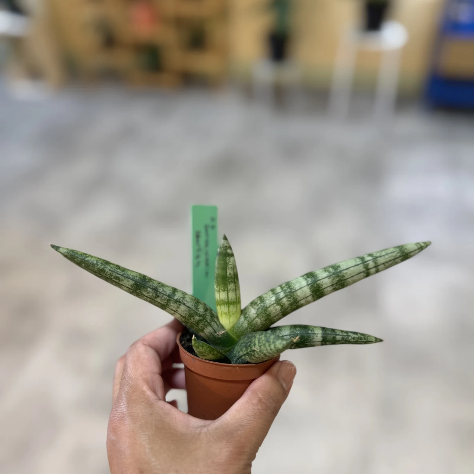 Sansevieria Starfish succulent with striped leaves in small terracotta pot, held in hand.