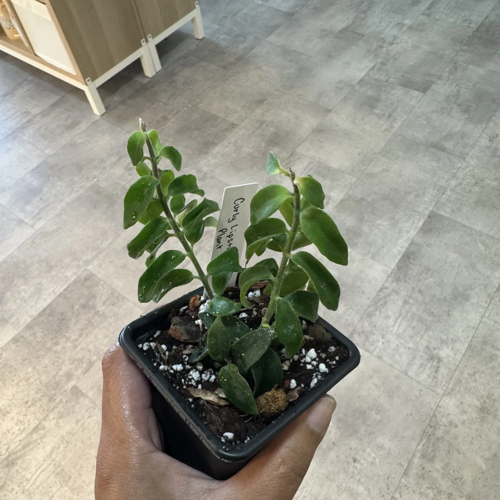 Curly Lipstick Plant in small black nursery pot with green foliage indoors