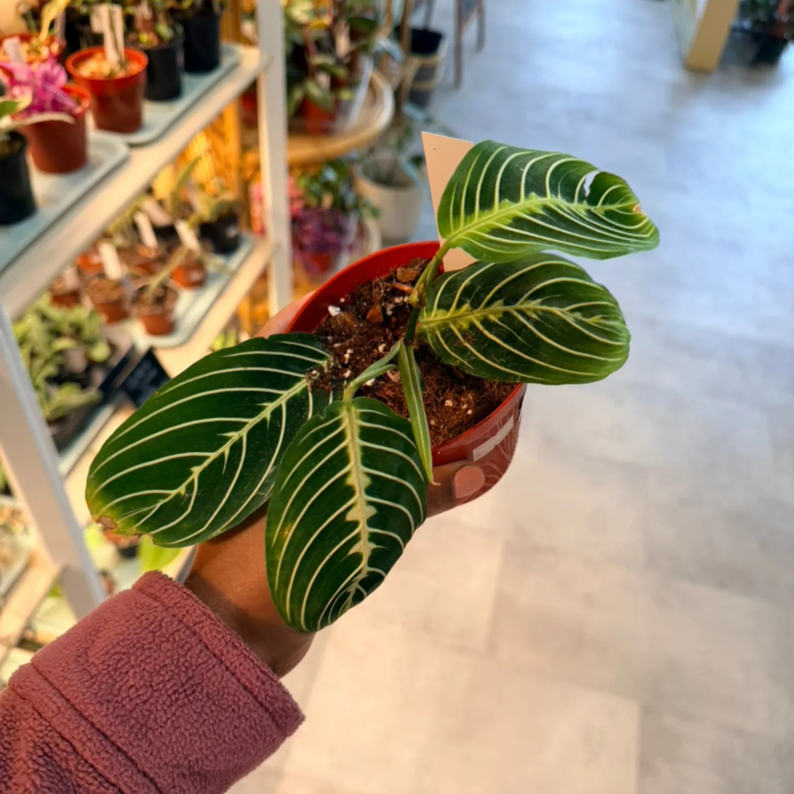 Maranta Lemon Lime houseplant with striped green leaves in red ceramic pot.