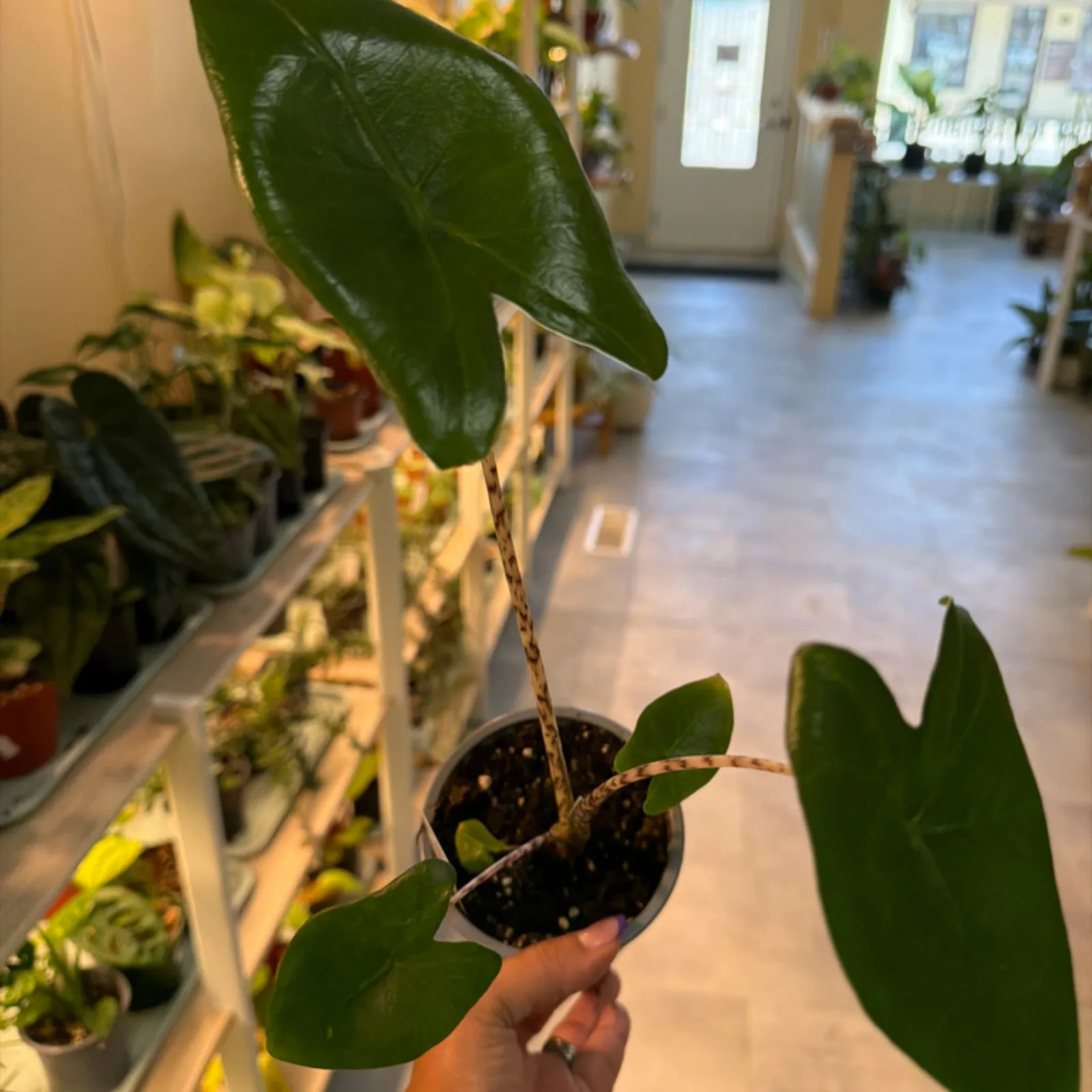 Alocasia Zebrina houseplant with glossy green leaves in small black nursery pot.