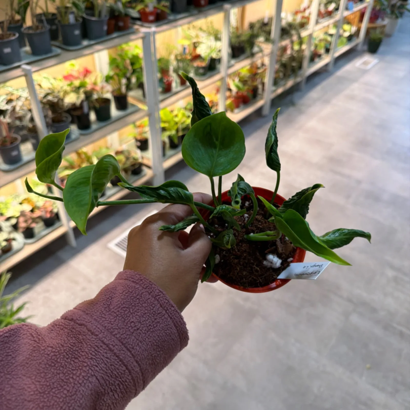 Epipremnum Shangri La houseplant with variegated leaves in red pot, held in hand.