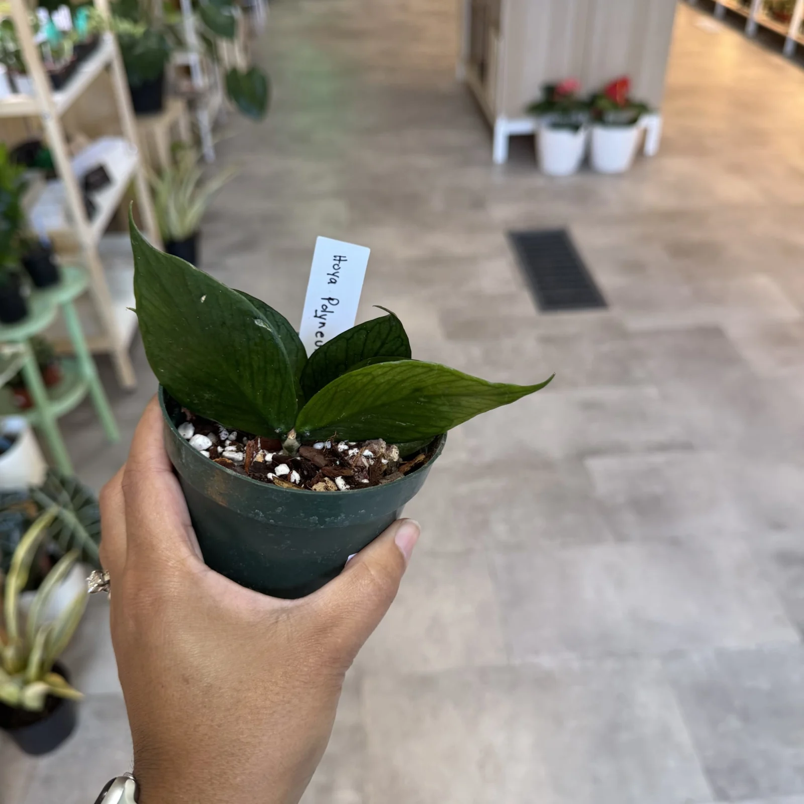 Hoya polyneura — image 2