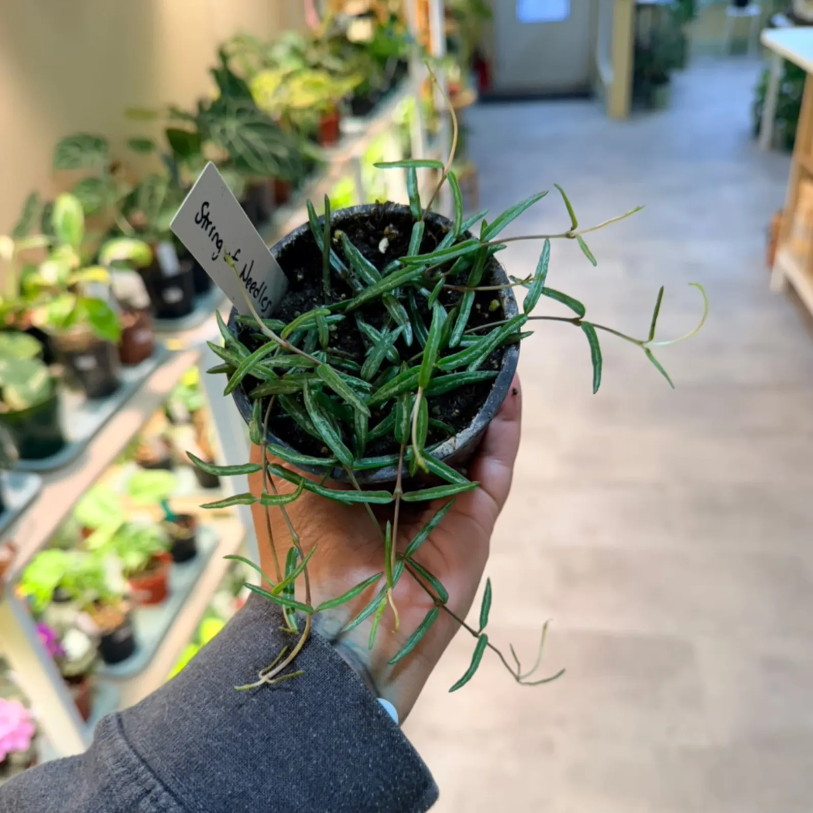 String of Needles houseplant with thin green needle-like leaves in small black pot, held in hand.