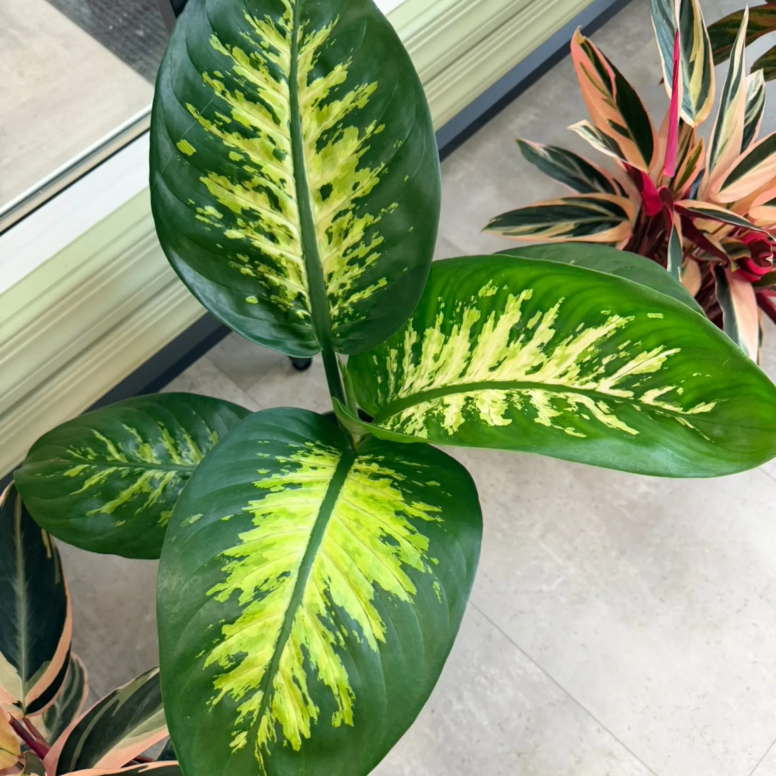 Dieffenbachia Tropic Snow houseplant with yellow-green variegated leaves in pot