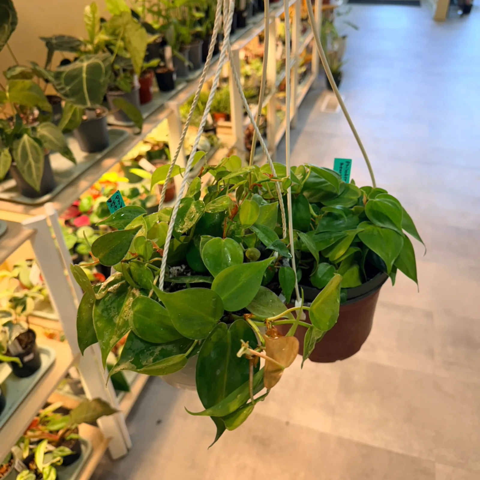 Philodendron Heartleaf Hanging Basket with green heart-shaped leaves in brown pot.