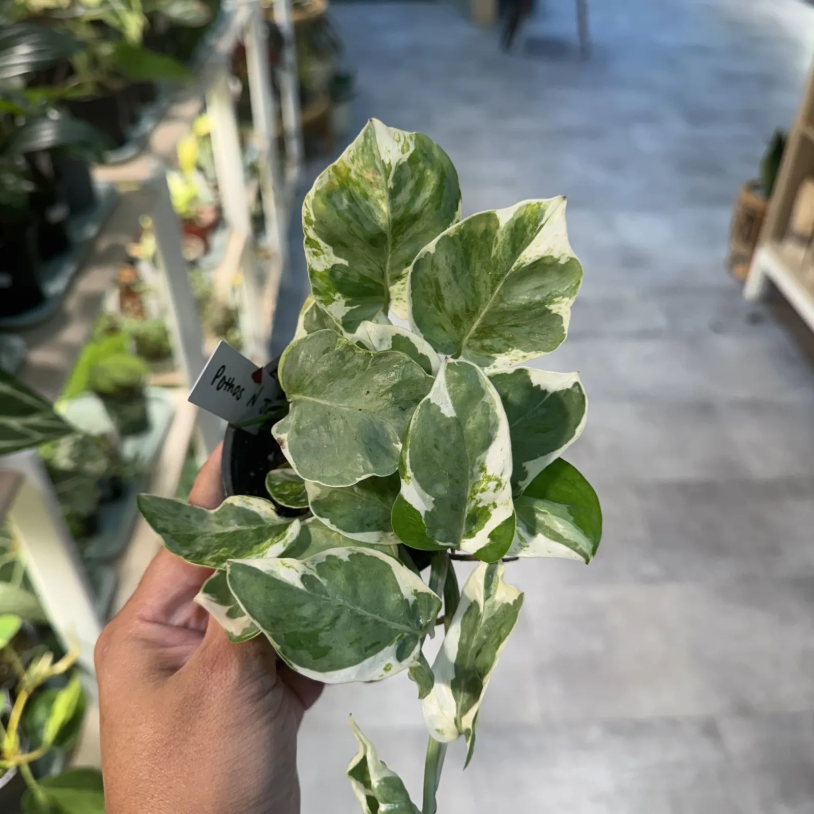 Pothos N'Joy trailing houseplant with white and green variegated leaves in black pot.