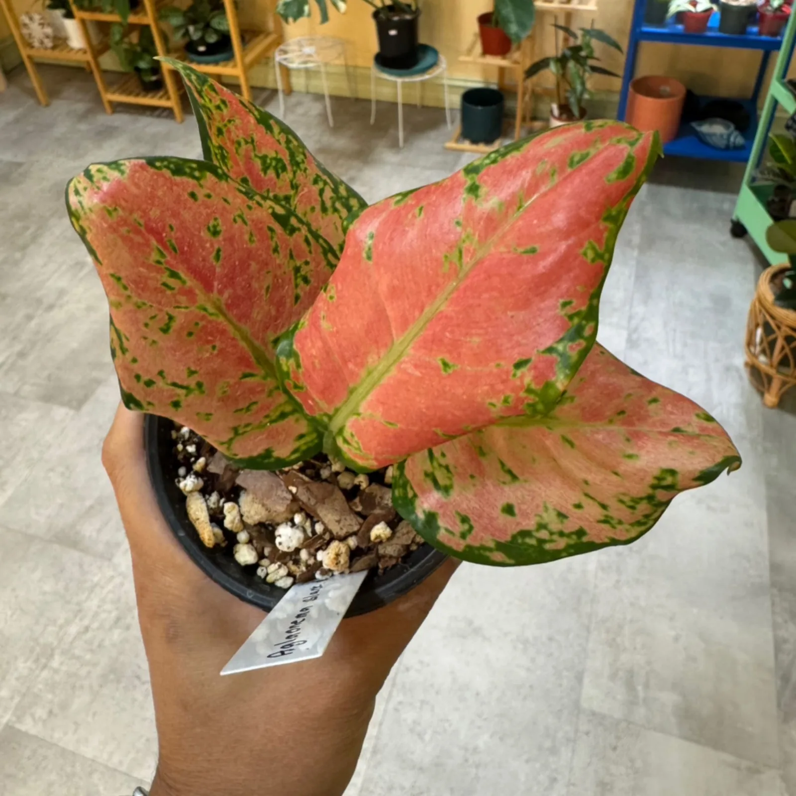 Aglaonema Black Maroon with red-pink leaves and green spots in small black pot.