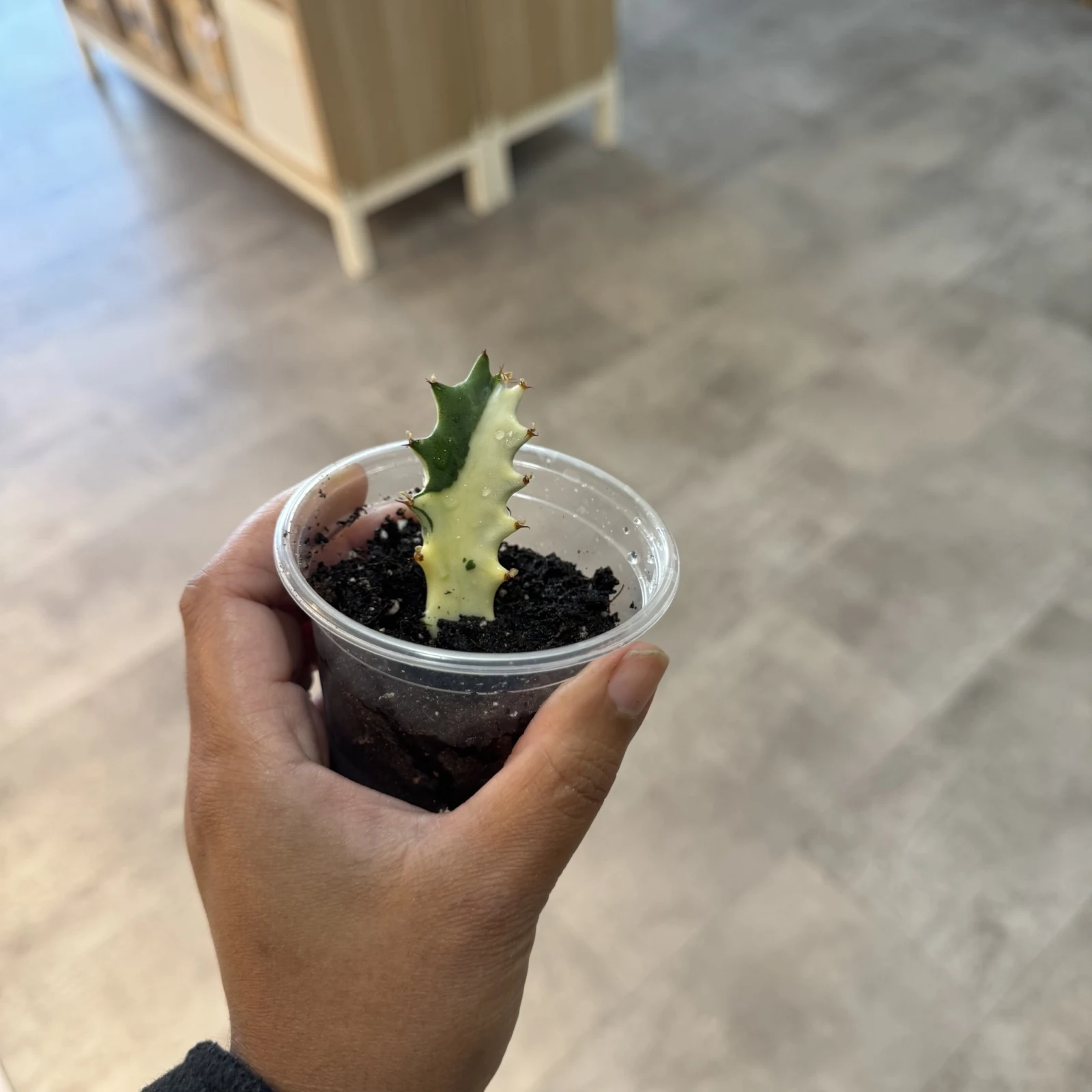 Euphorbia lactea 'White Ghost' small succulent with white variegation in clear plastic nursery pot.
