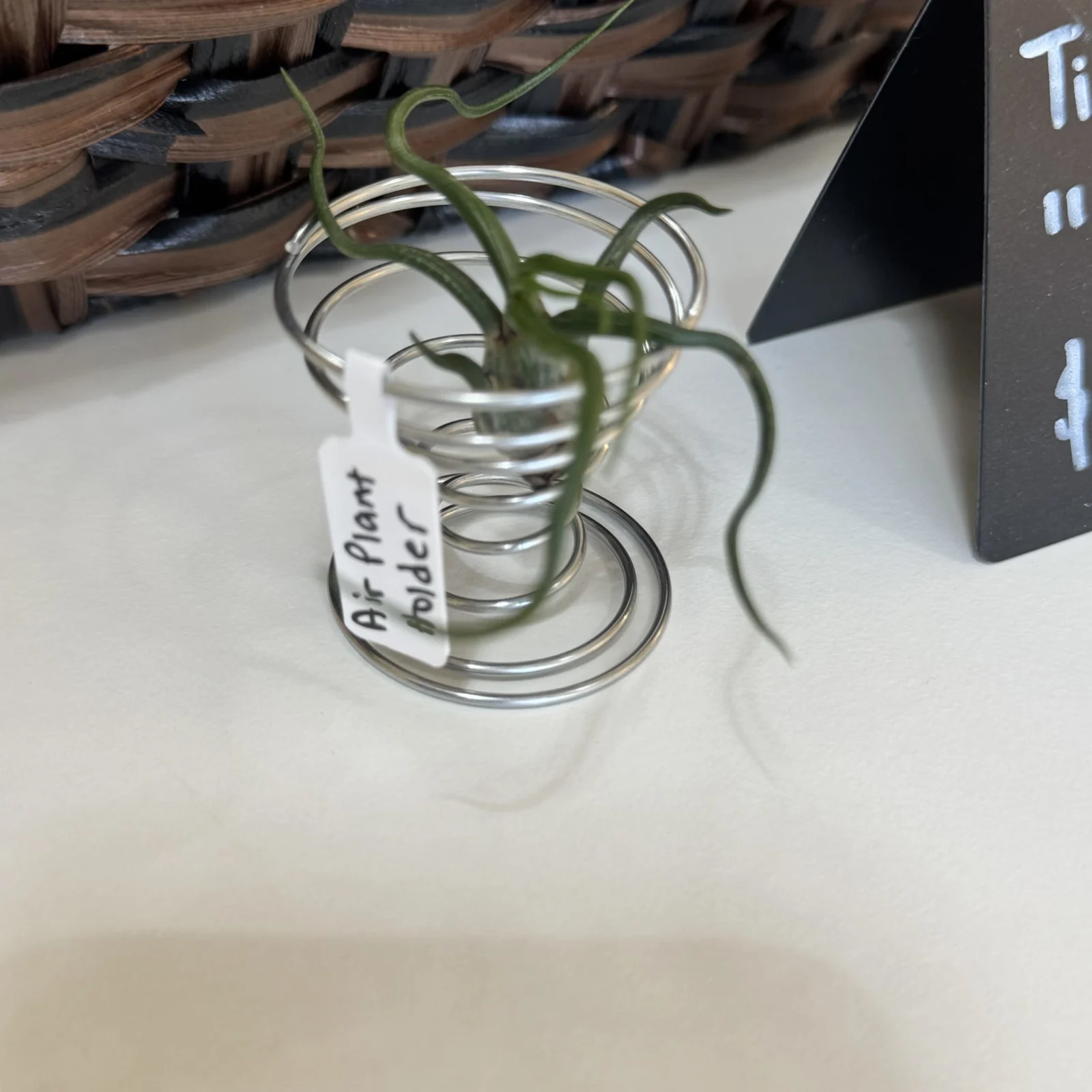 Air Plant Holder in clear glass coil vase with water, labeled white tag visible.