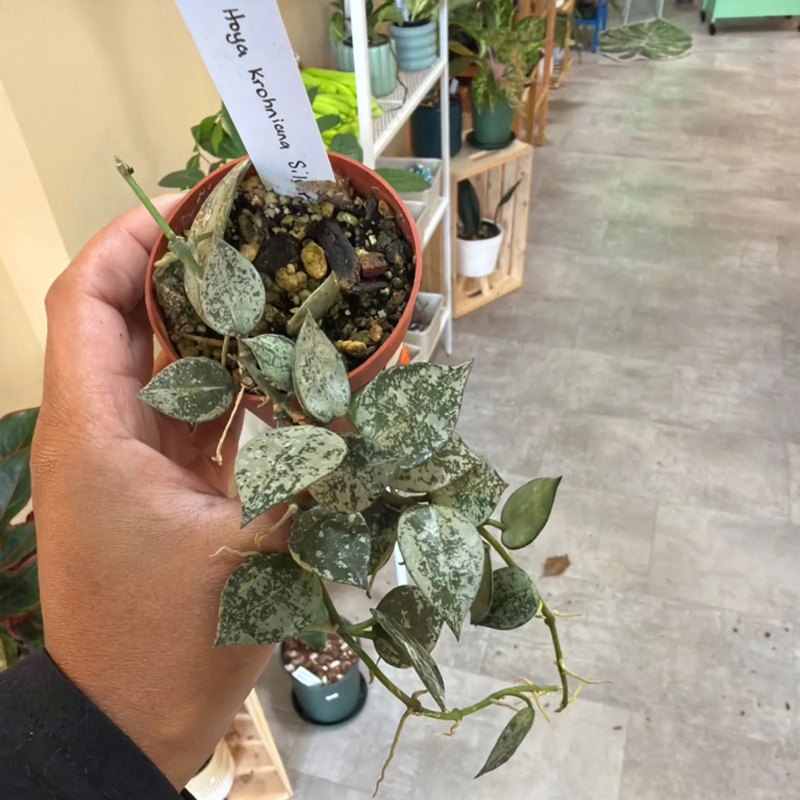 Hoya Krohniana Silver trailing plant with silvery variegated leaves in terra cotta pot.