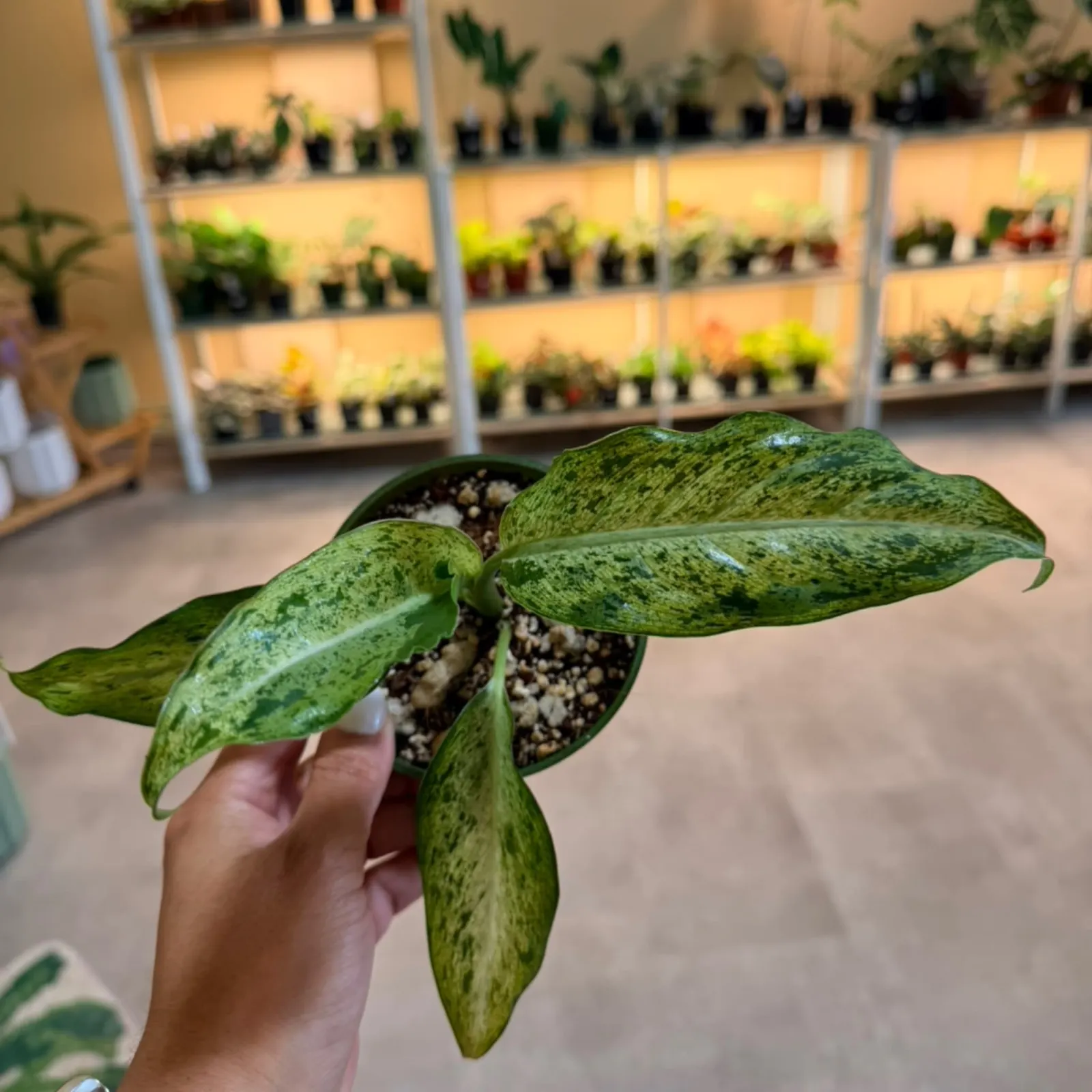 Dieffenbachia Camouflage houseplant with variegated green leaves held in hand, speckled pot.