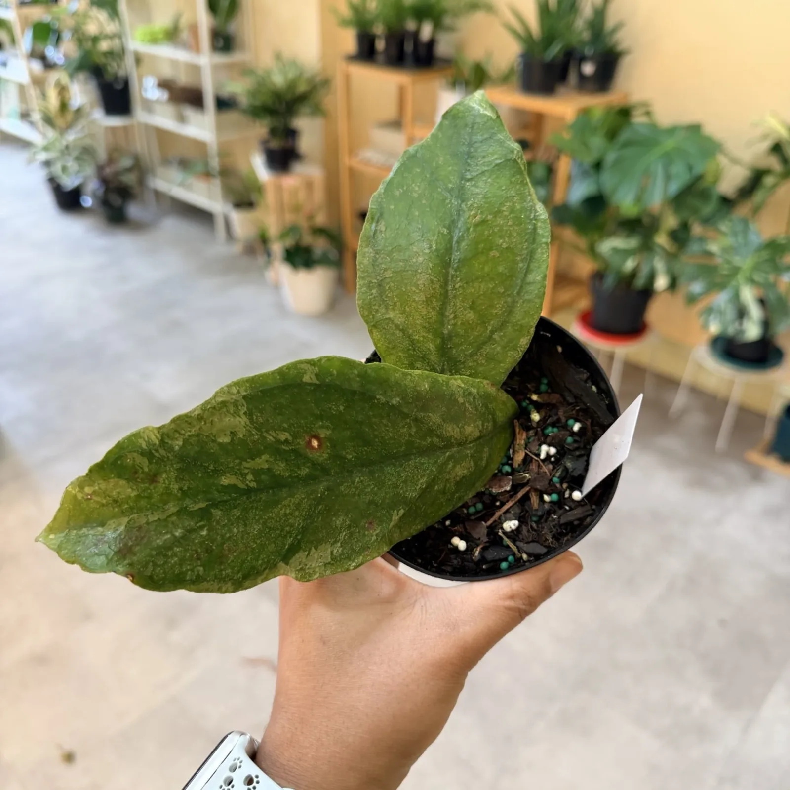 Hoya Chicken Farm houseplant with oval green leaves in small black nursery pot.