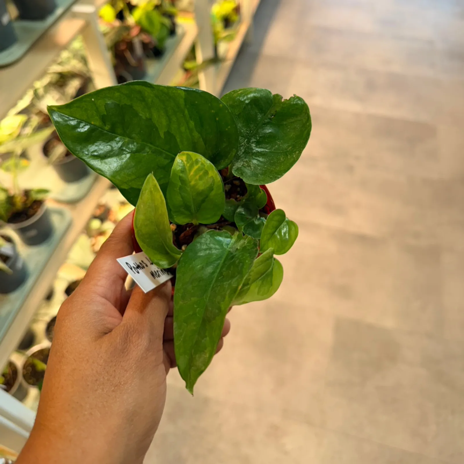 Pothos Lemon Meringue houseplant with variegated green and yellow leaves held in hand.