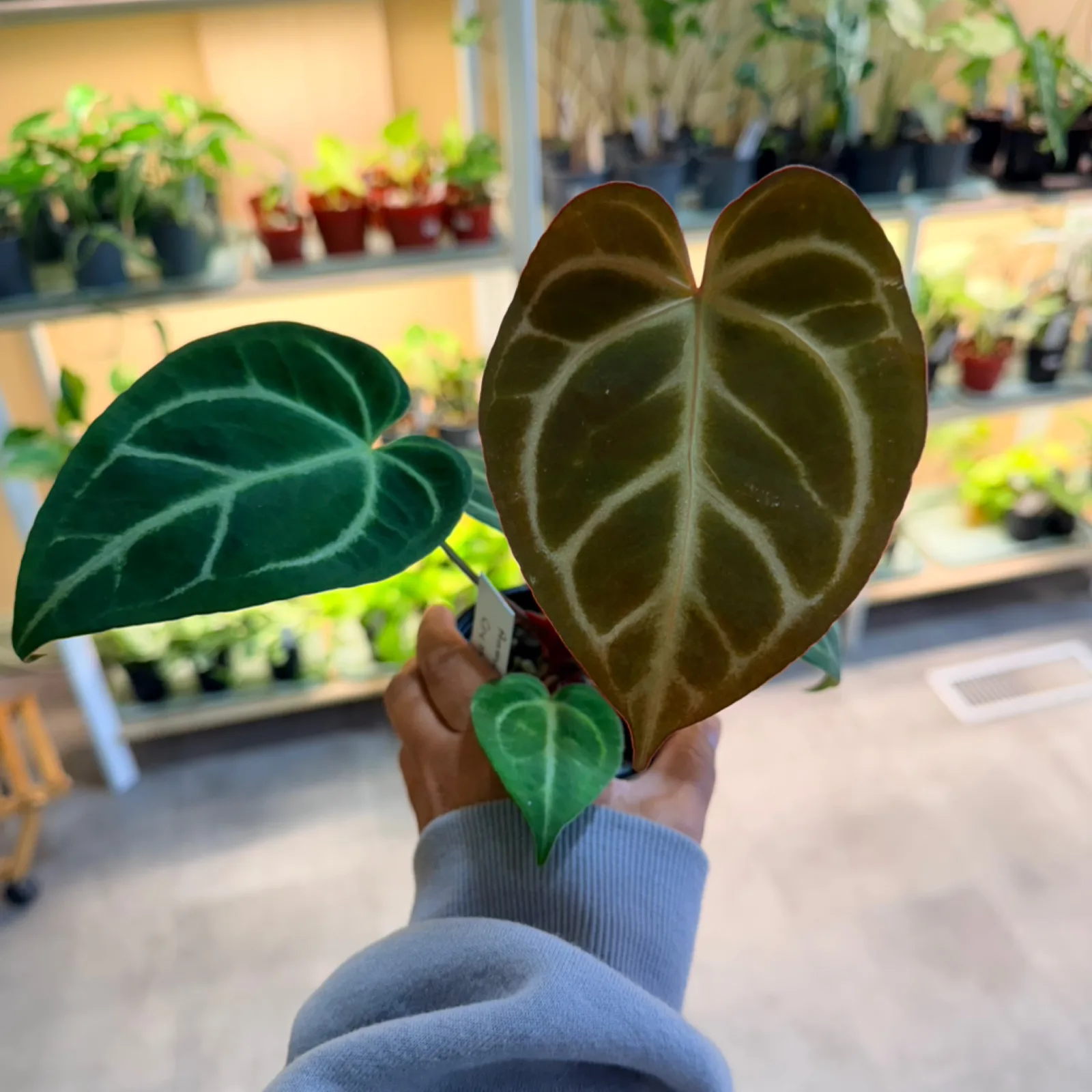 Anthurium Crystallinum Red with distinctive veined heart-shaped leaves in nursery setting.