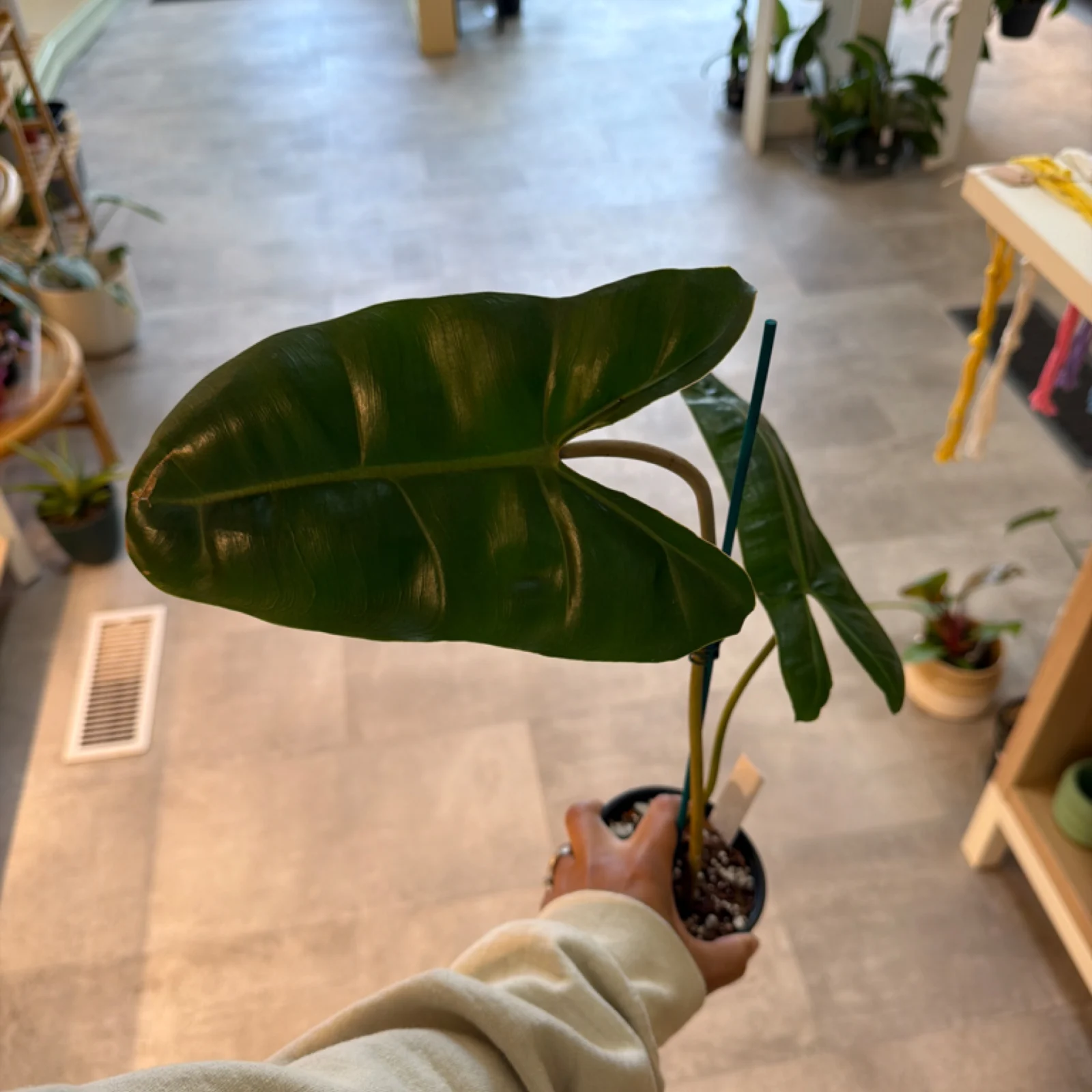 Philodendron Billietiae with large green leaves in small terracotta pot, held by hand indoors.