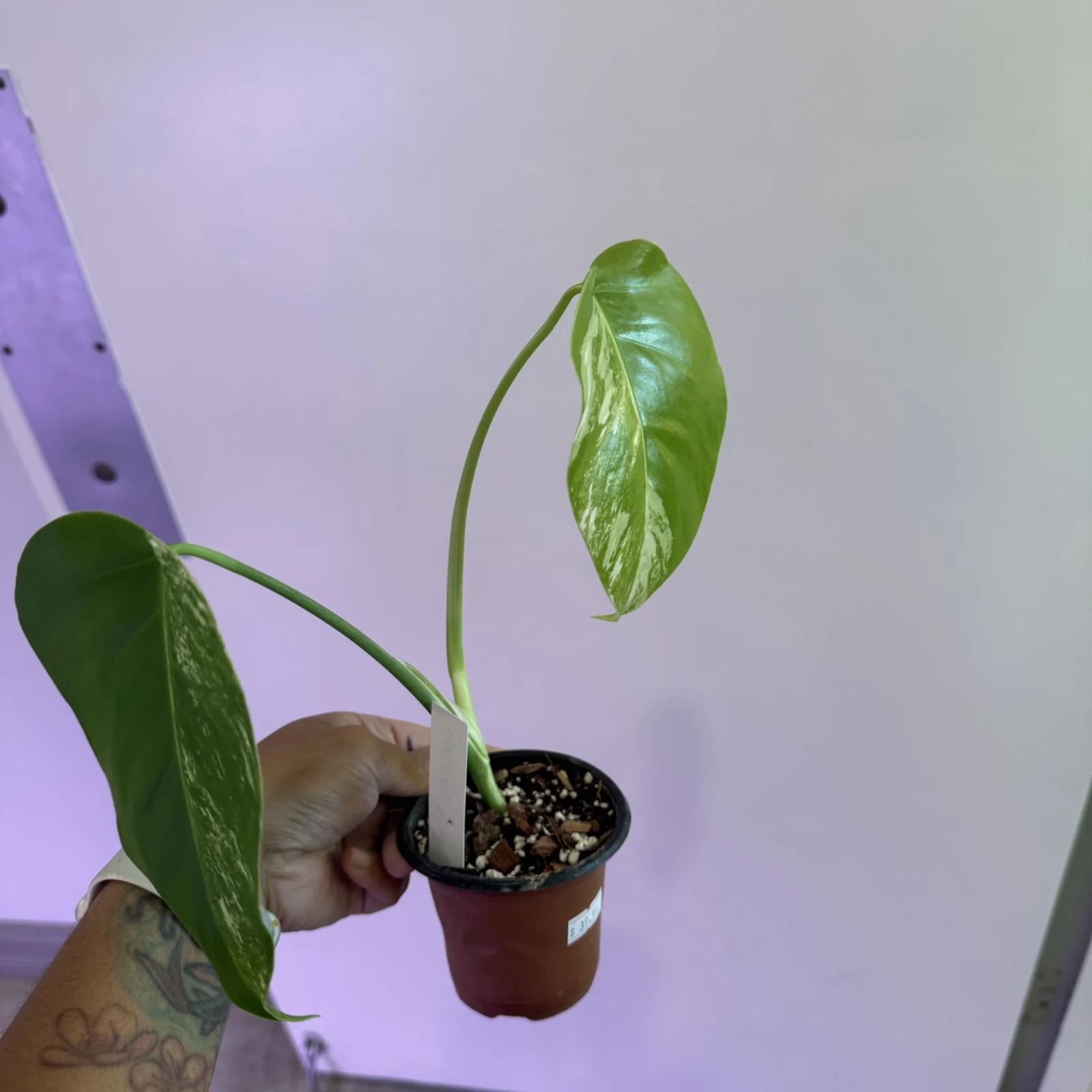 Monstera Albo (Low Variegation) — image 3
