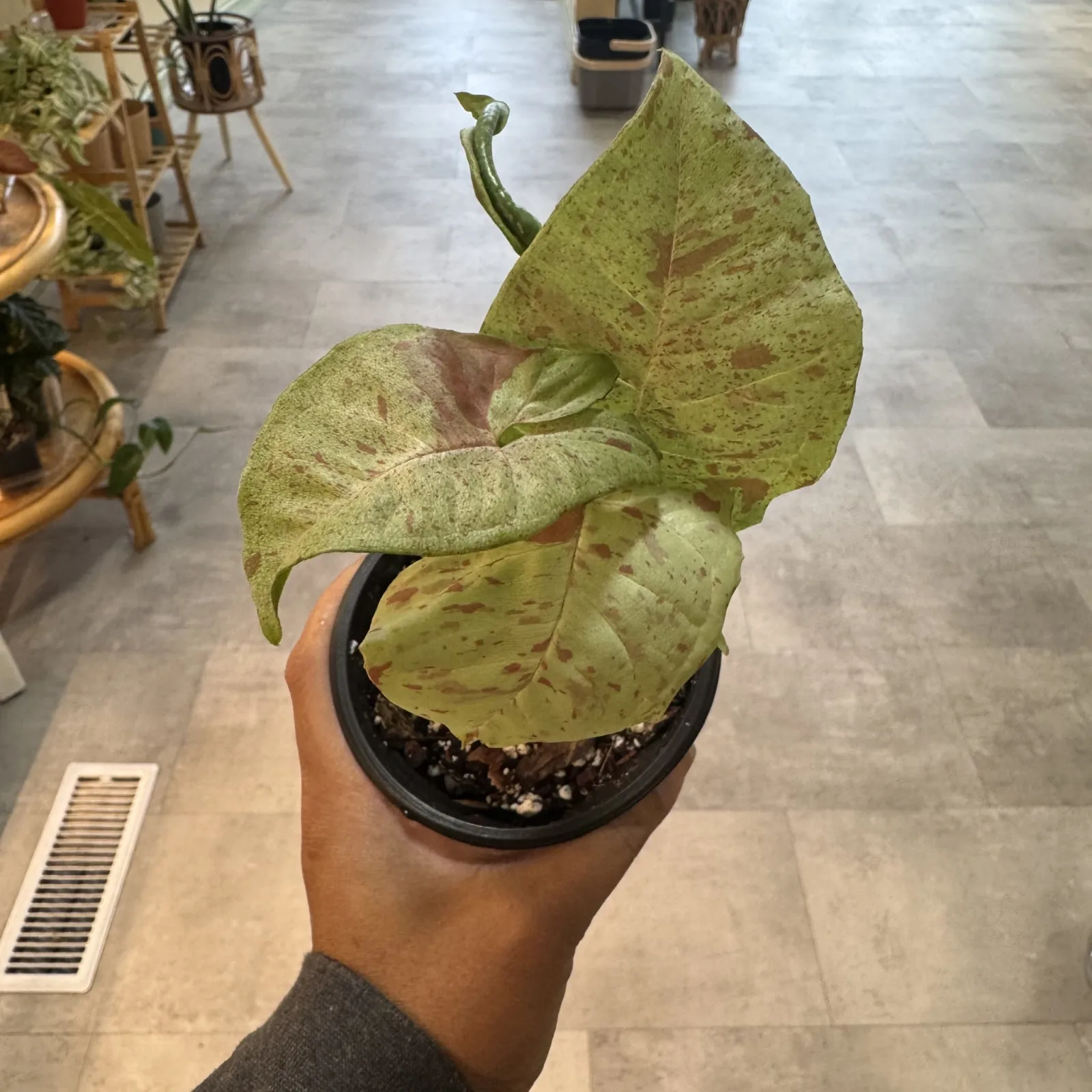 Syngonium Milk Confetti houseplant with variegated green and white leaves in black pot.