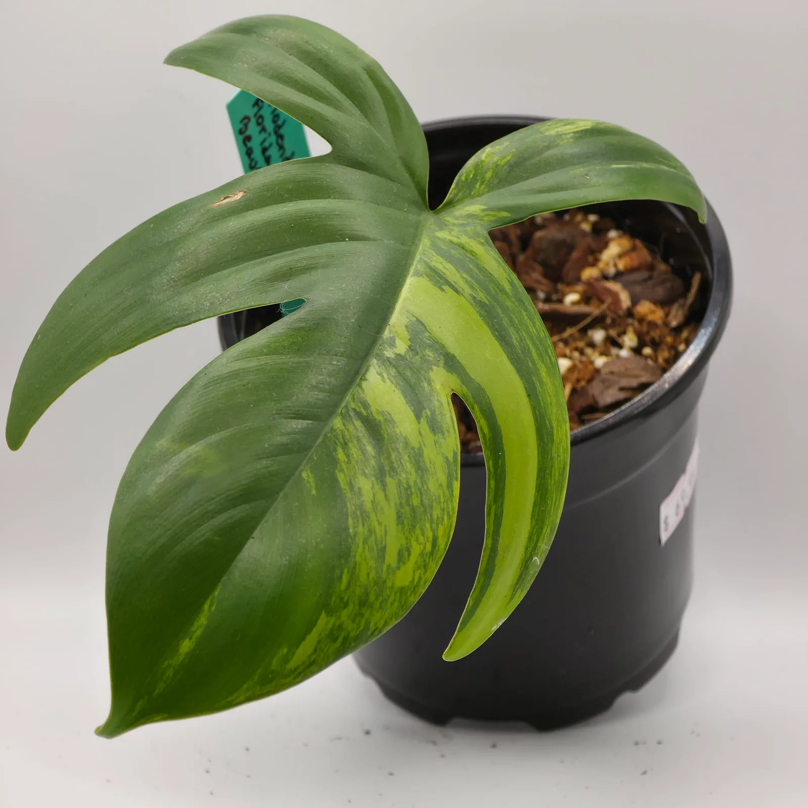 Philodendron Florida Beauty — image 2