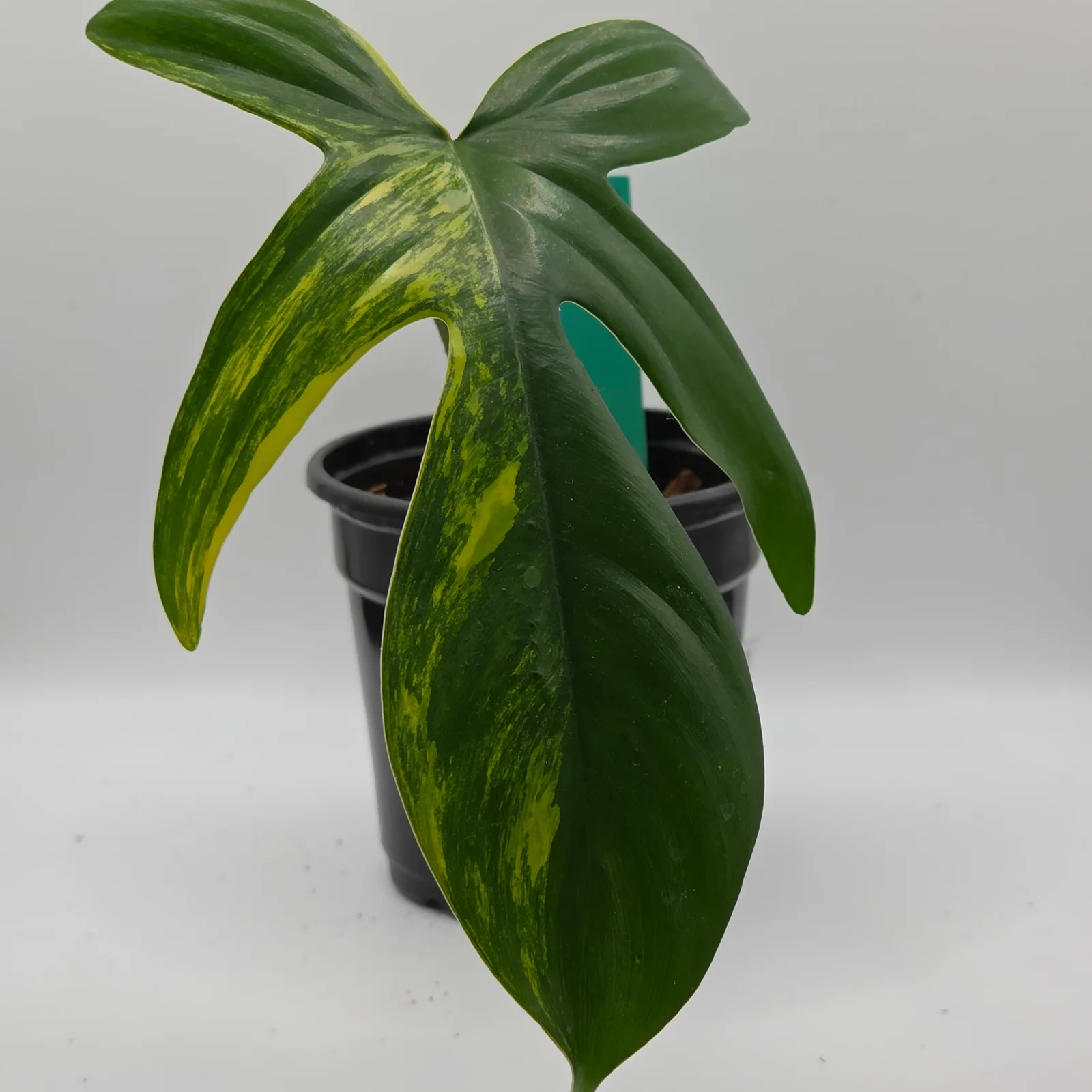 Philodendron Florida Beauty — image 3